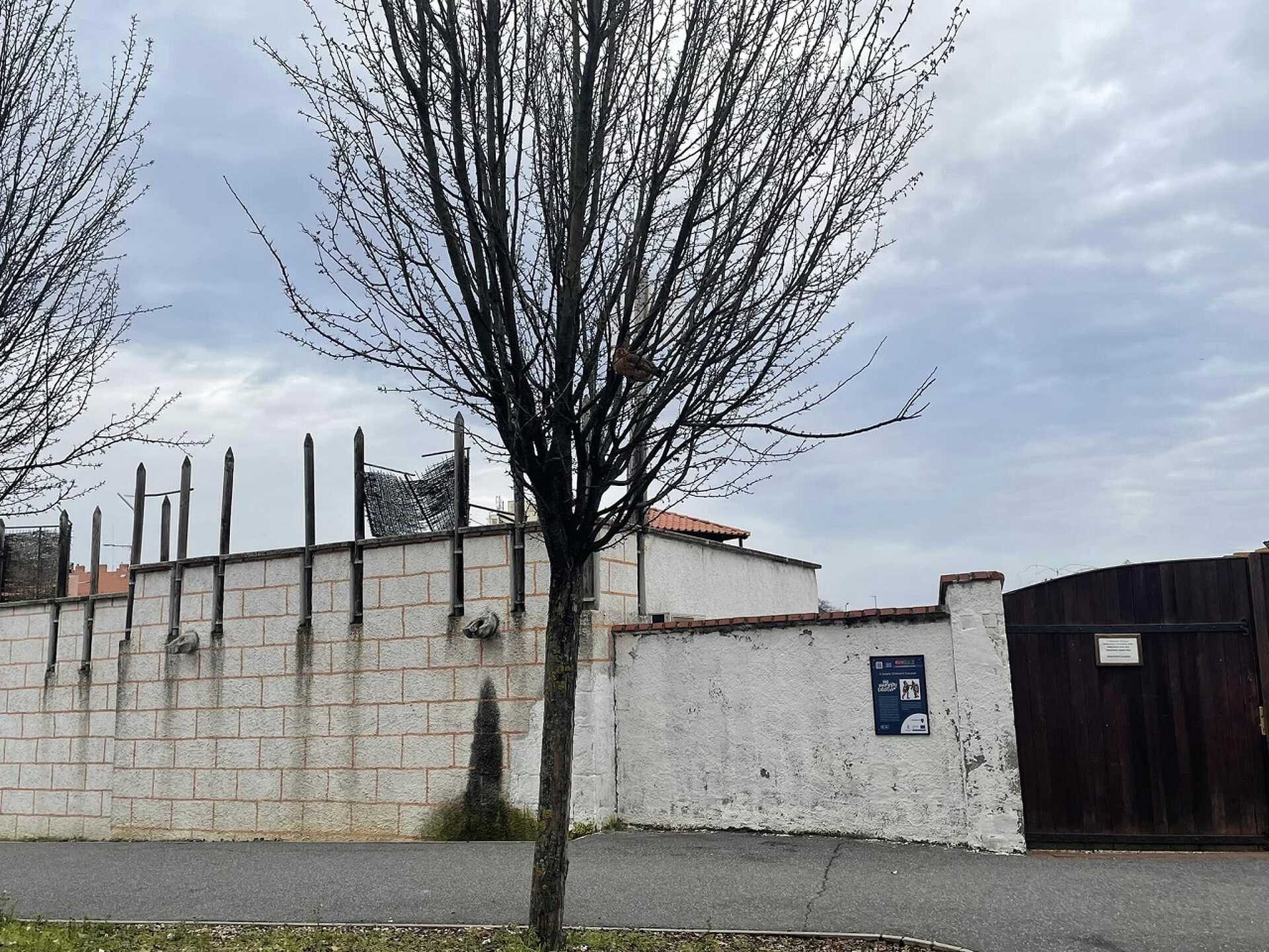 A kotkoda, aki felmászott egy fára