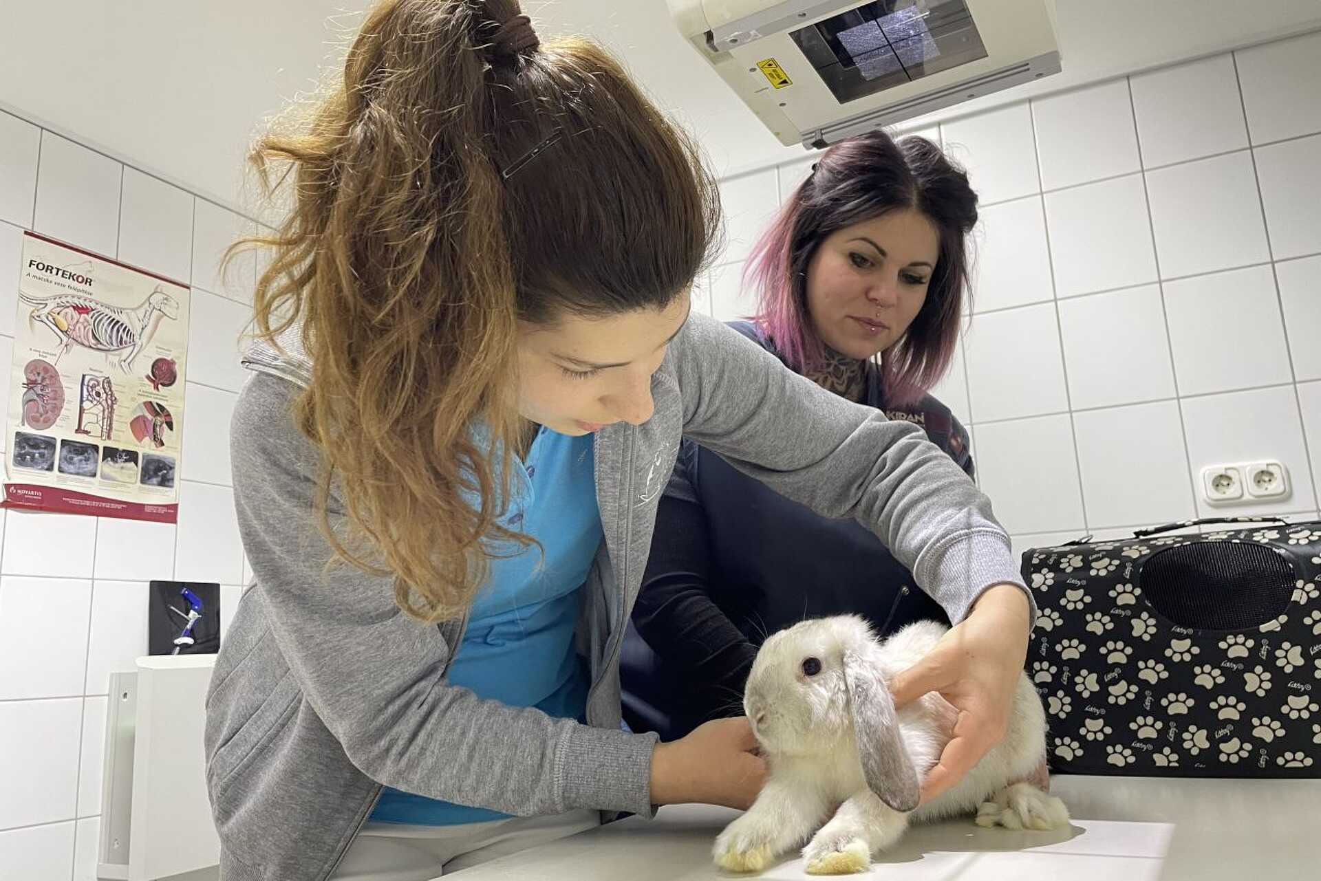 Varga Réka, Szombathelyi Állatkórház