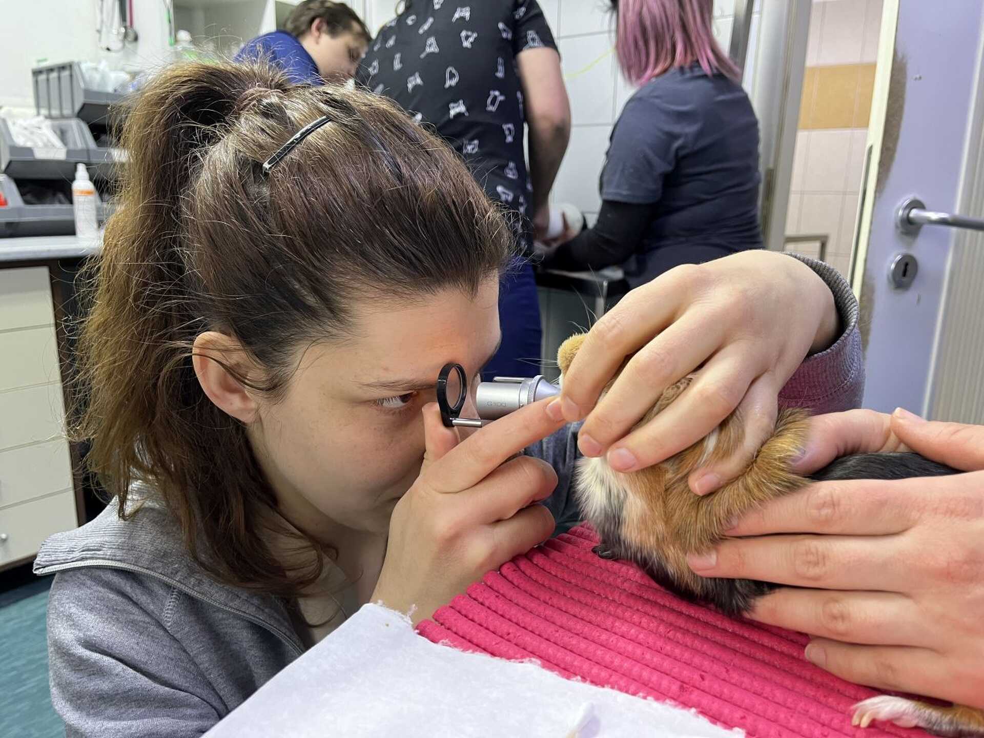 Varga Réka, Szombathelyi Állatkórház