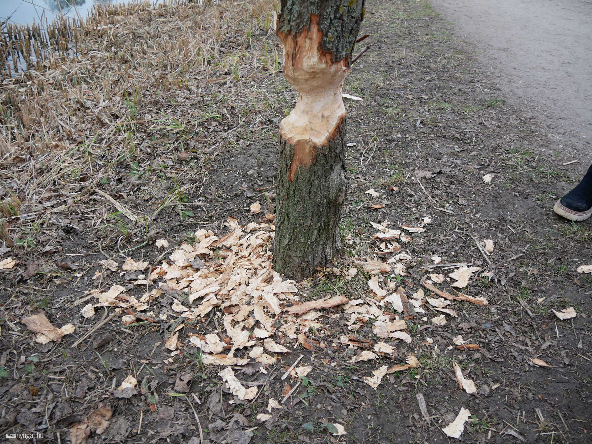 Hód rágja a fát a csótón