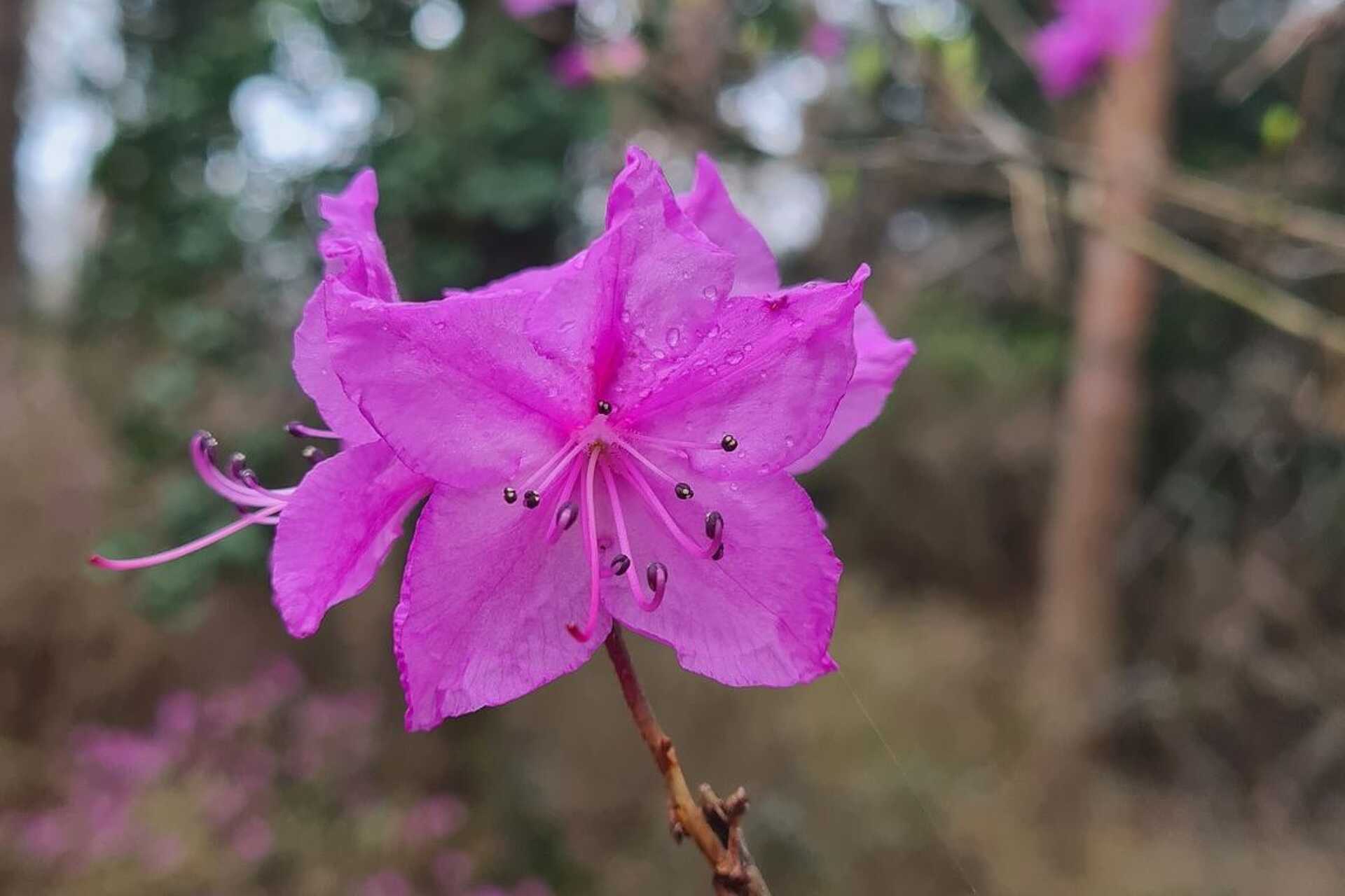Jeli korai rododendronok