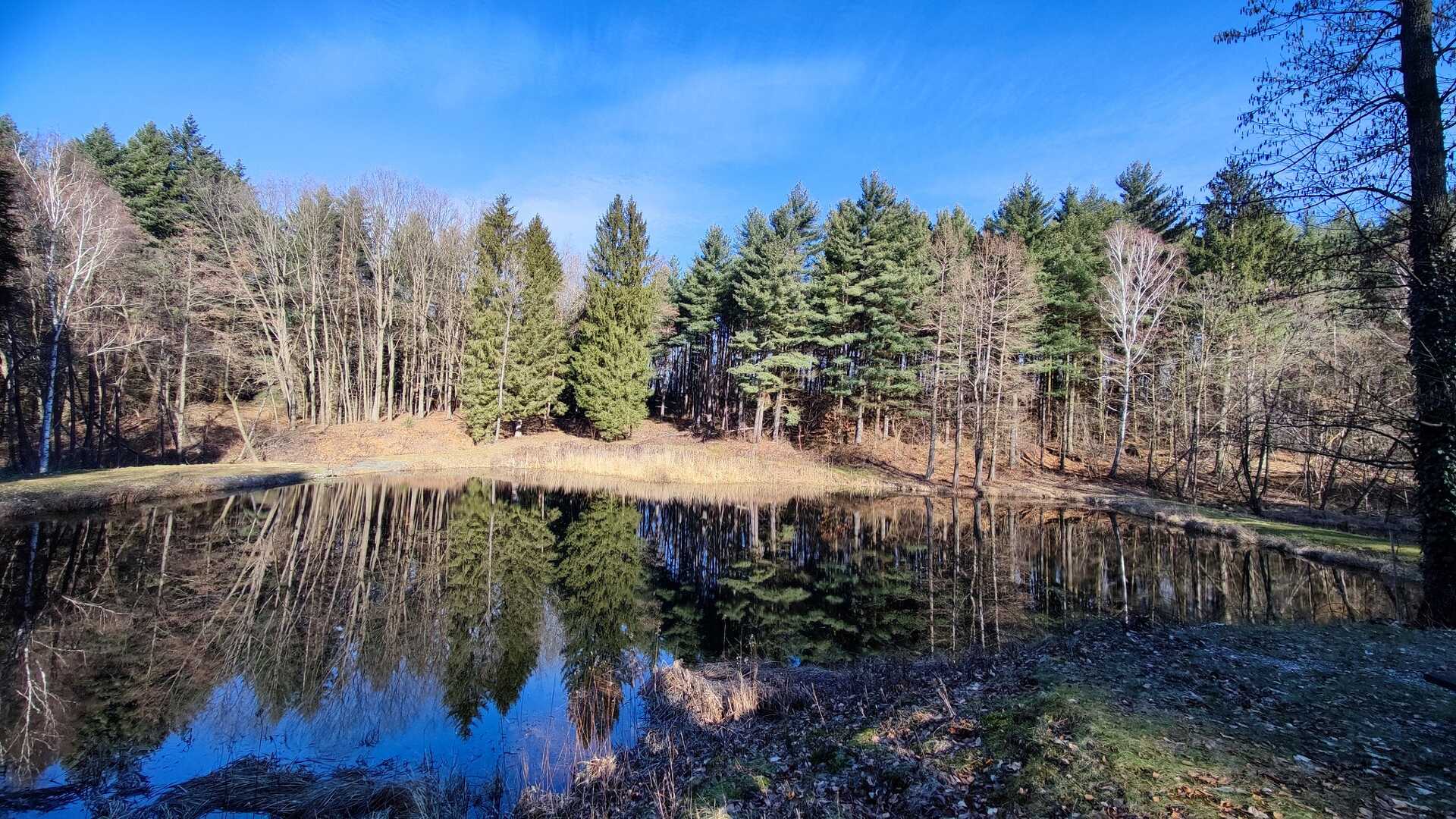 Jeli korai rododendronok