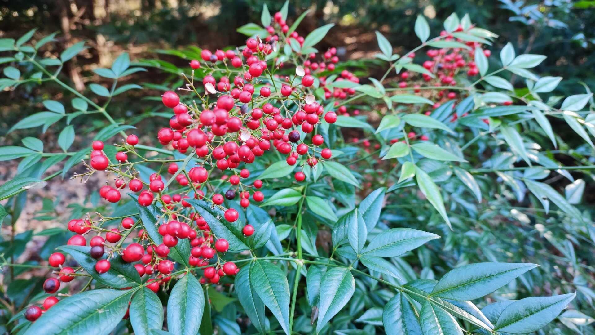 Jeli korai rododendronok