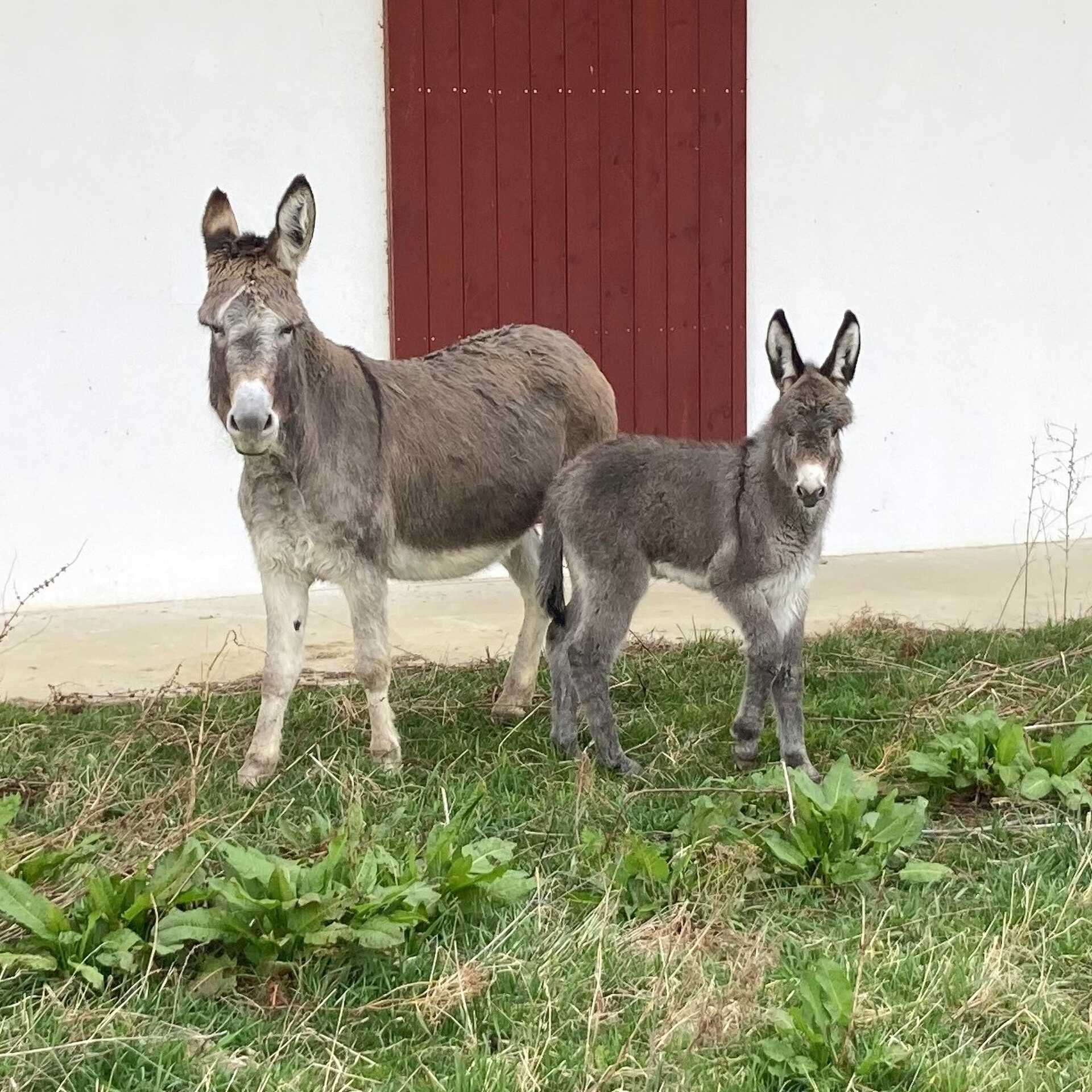 Gyarapodik az Őrségi Nemzeti Park állatállománya