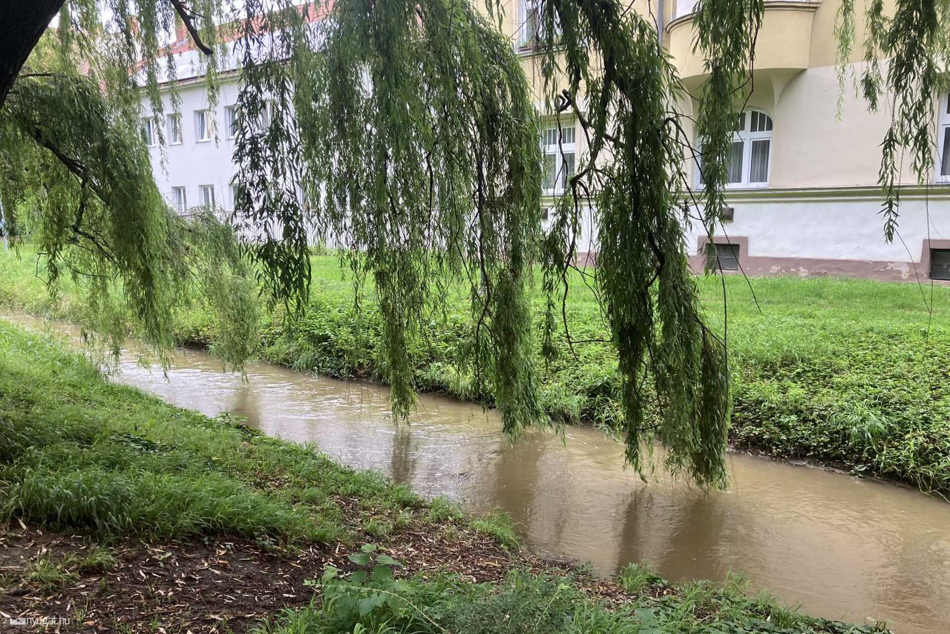 Szomorúfűz és vígan csobogó patak