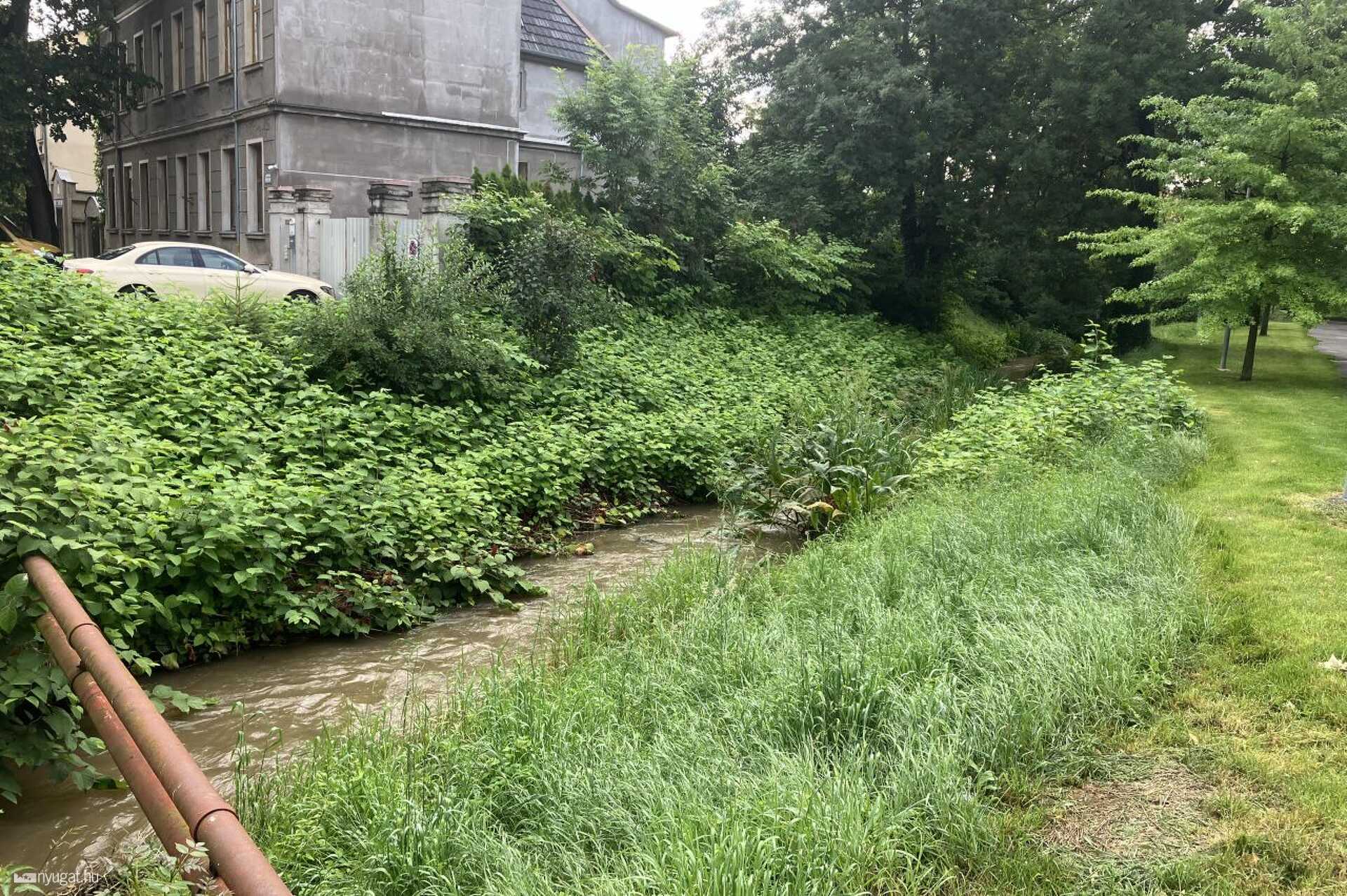 Régi ház és bokrok a Honvéd utca mellett