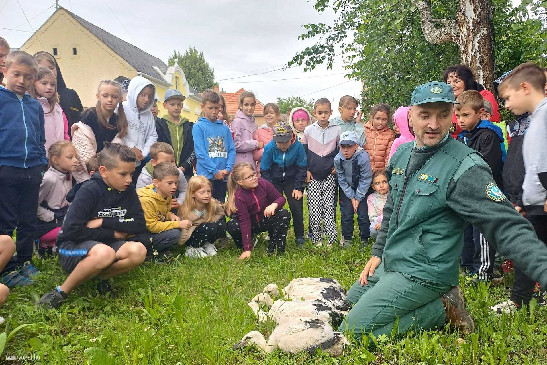 Gólyák gyűrűzése
