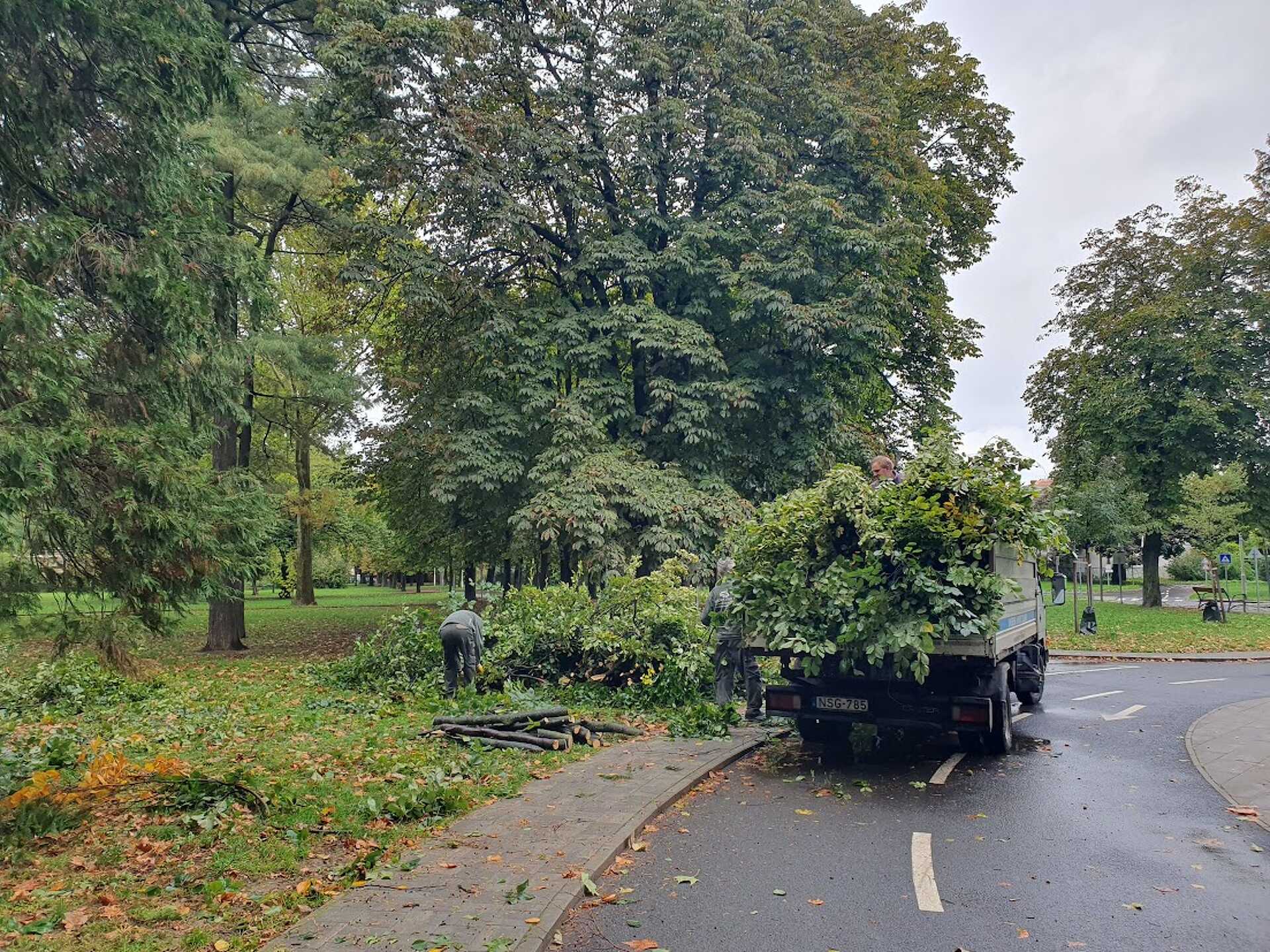 Letört faág a Kresz-parkban 