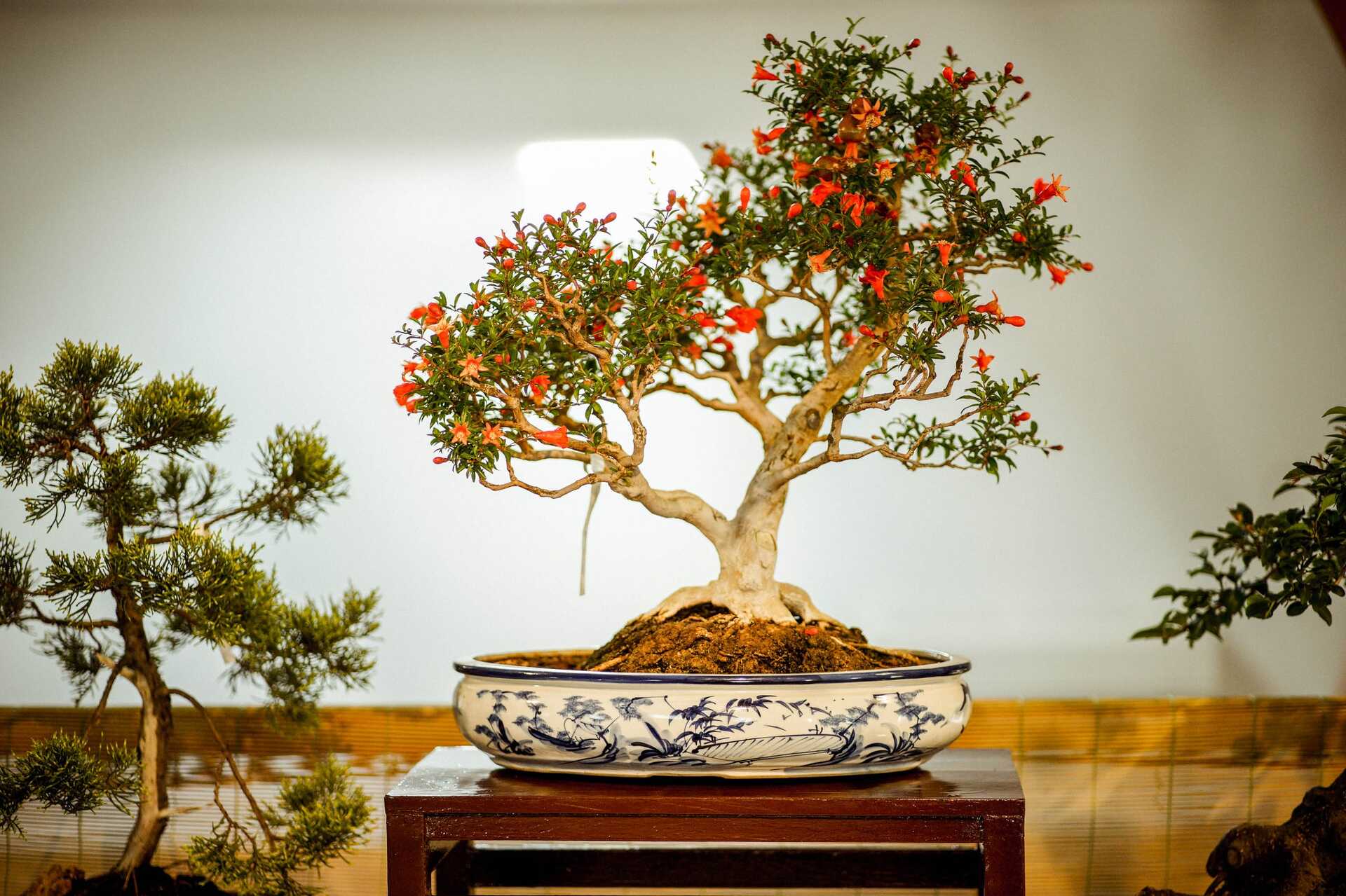 Japán Schmitt Csilla