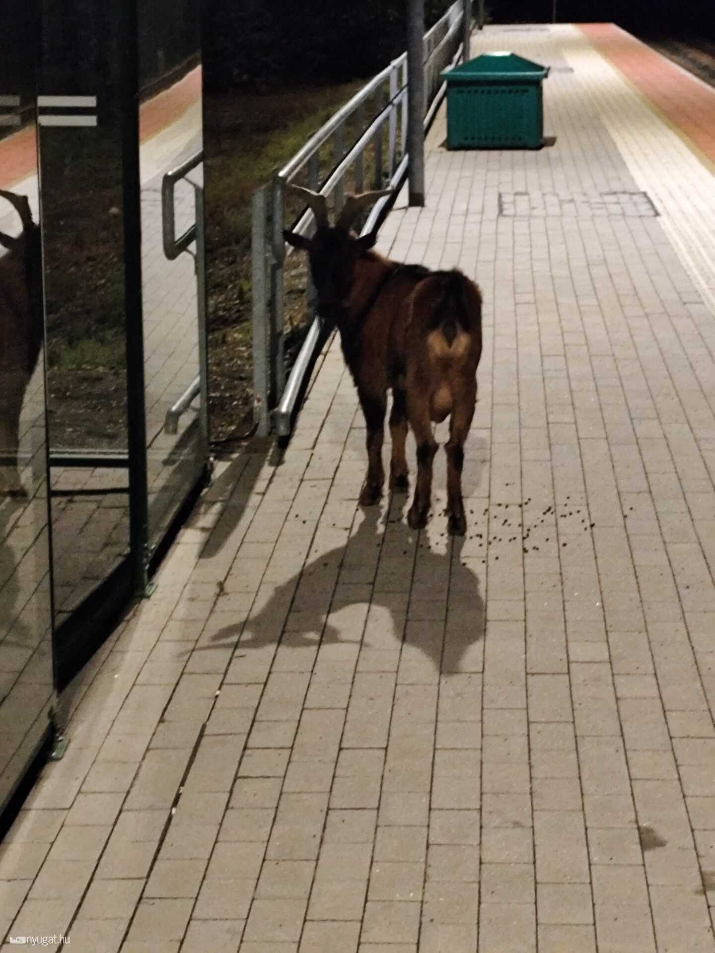 A következő vonat 3 órát késik... Na, akkor legelünk még egy kicsit