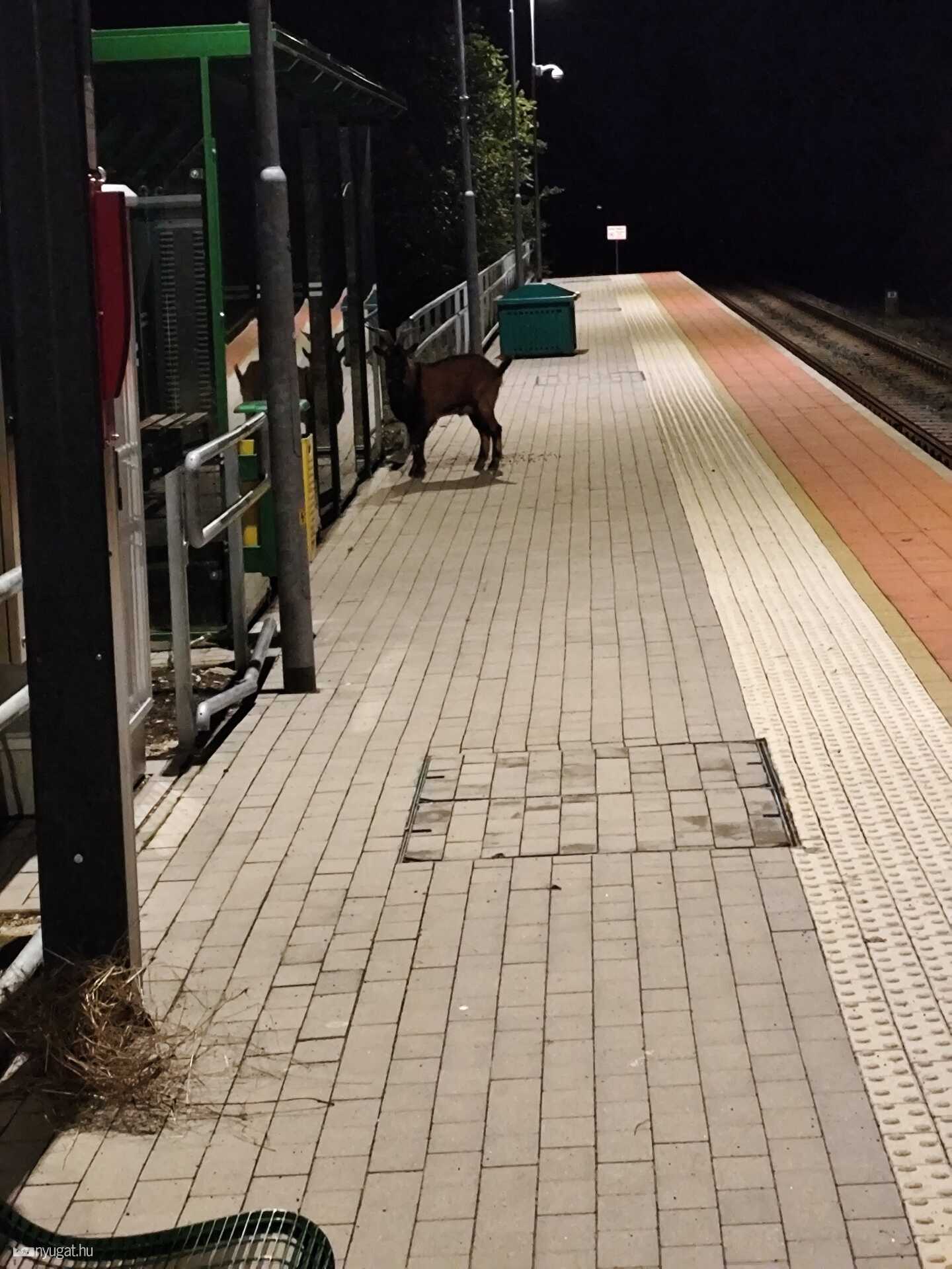 Kérem, ne etessék a MÁV-utasokat!