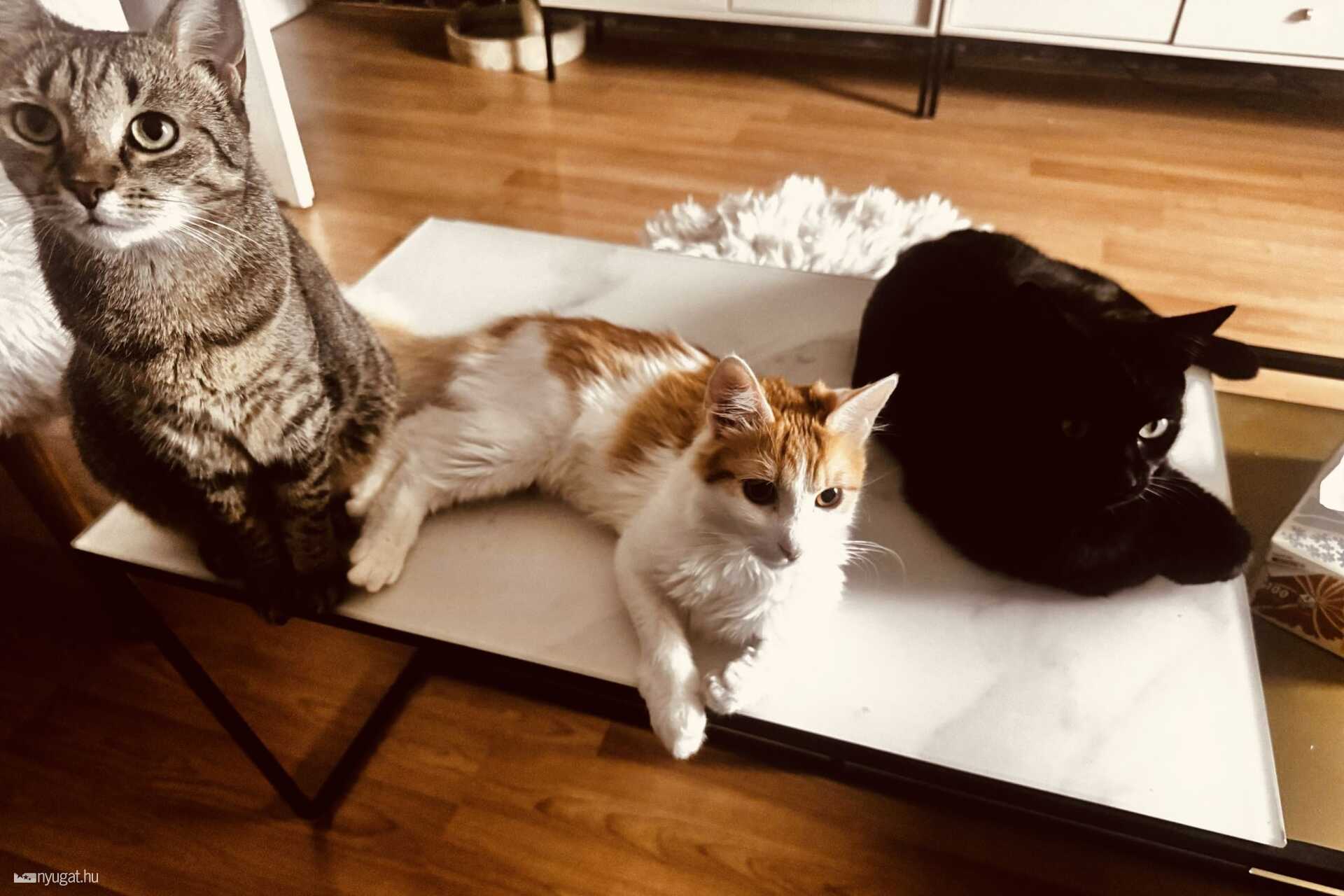 A hármak együtt: Panka, Filemon, Matyi