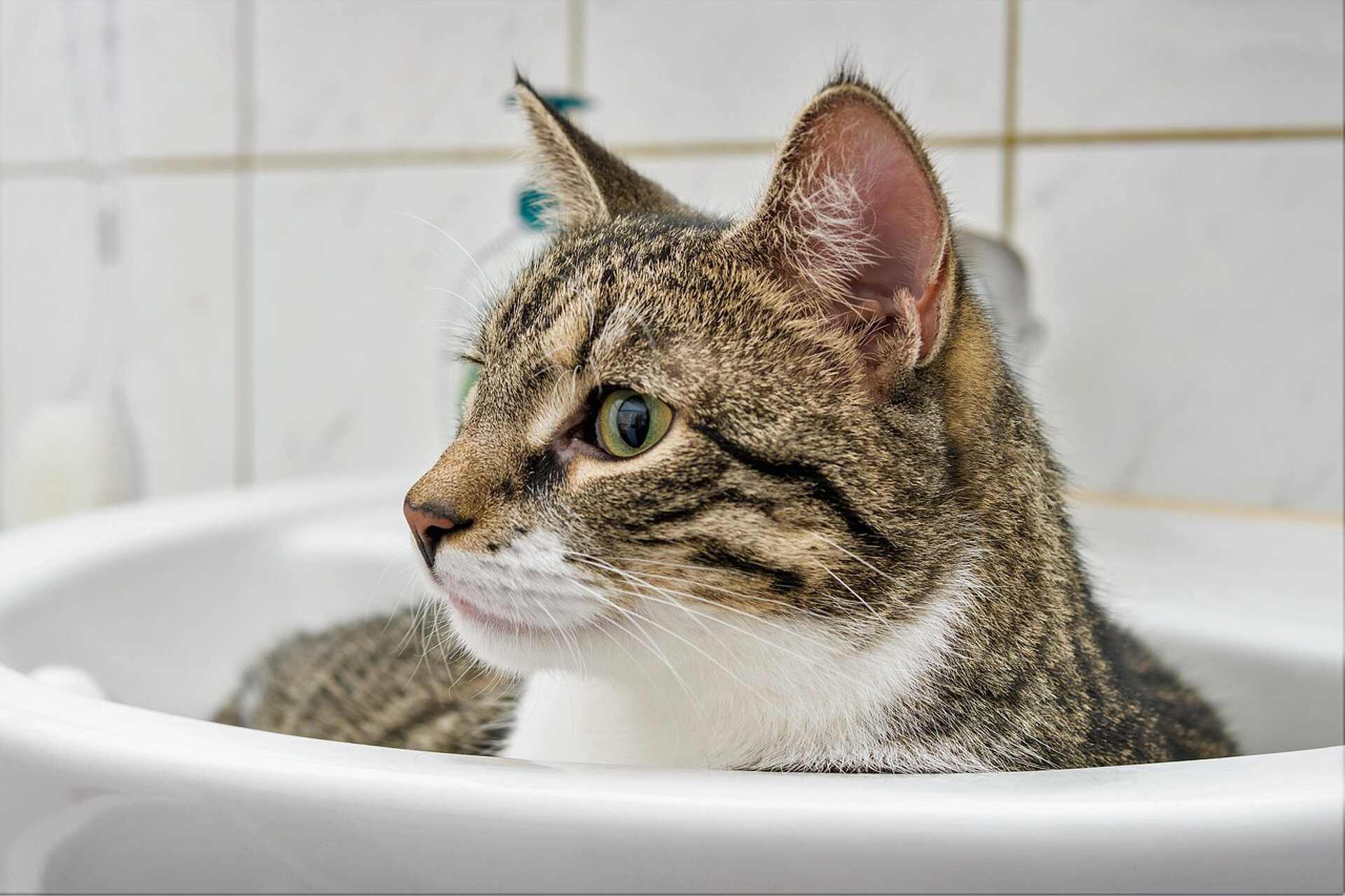 Macska