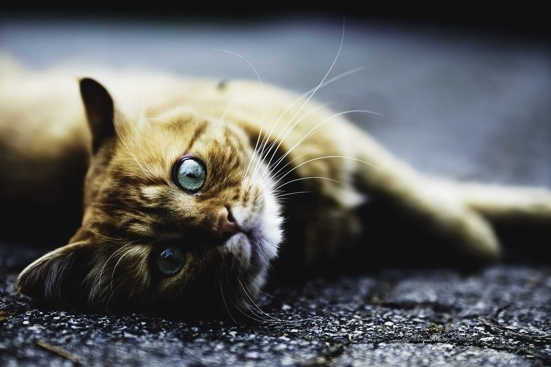Macska