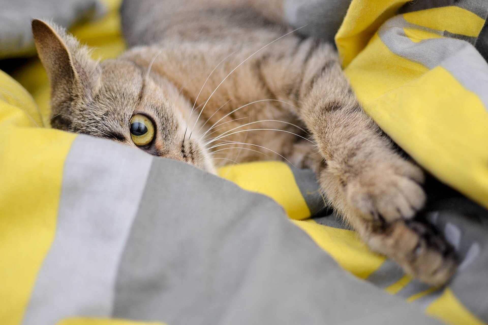 Macska