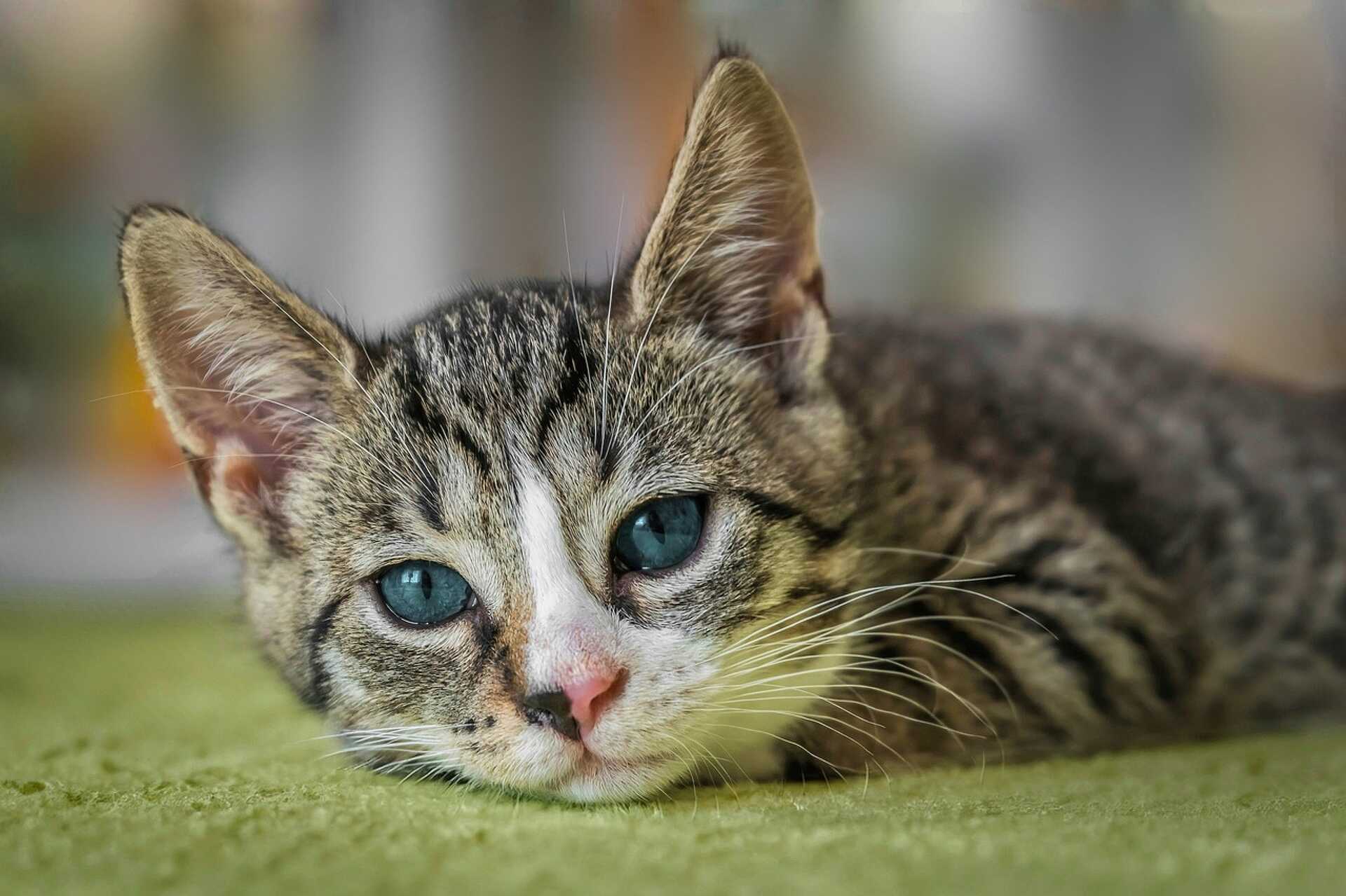 Macska