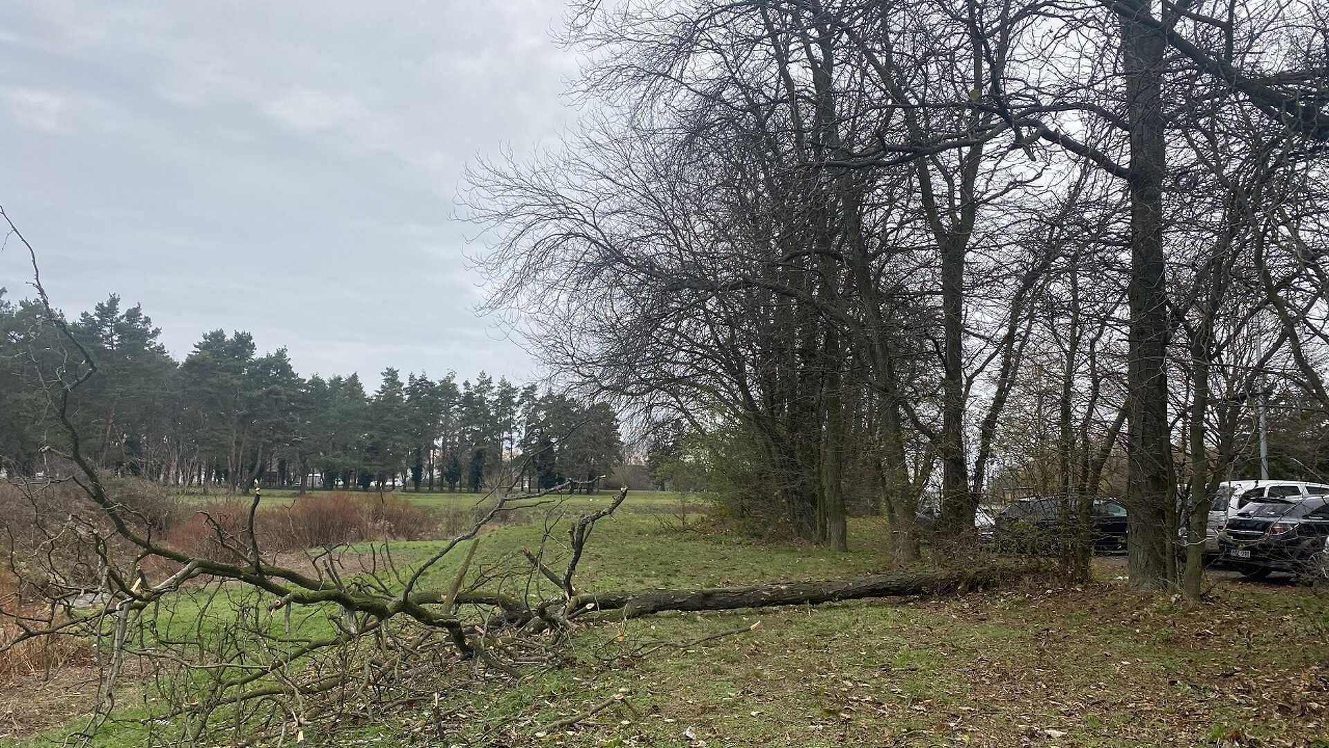 Kicsavart egy fát a szél a Bem József utcában