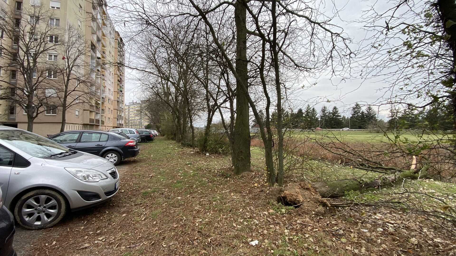 Kicsavart egy fát a szél a Bem József utcában
