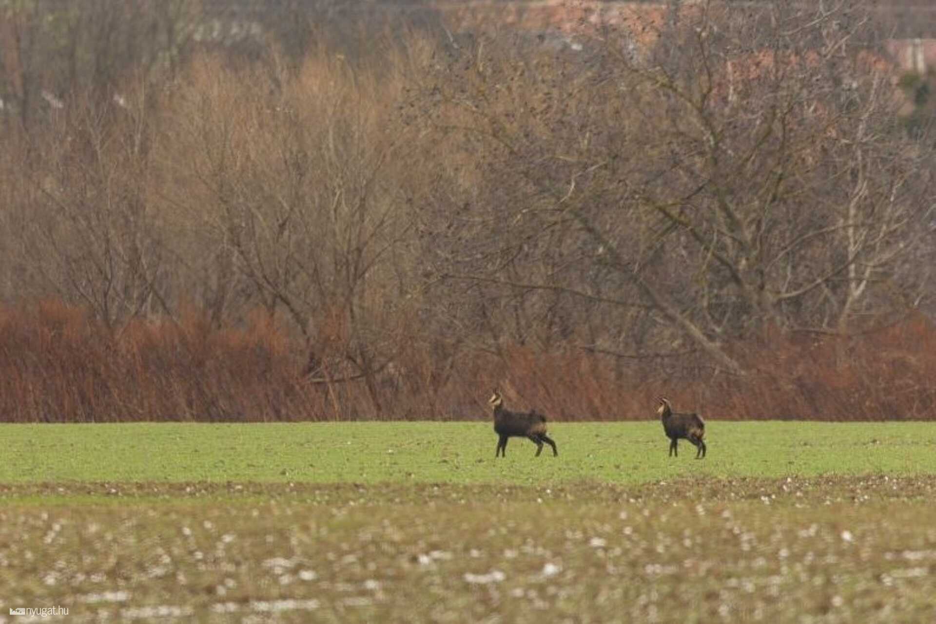 A fajt legutóbb több mint 40 éve látták ezen a környéken