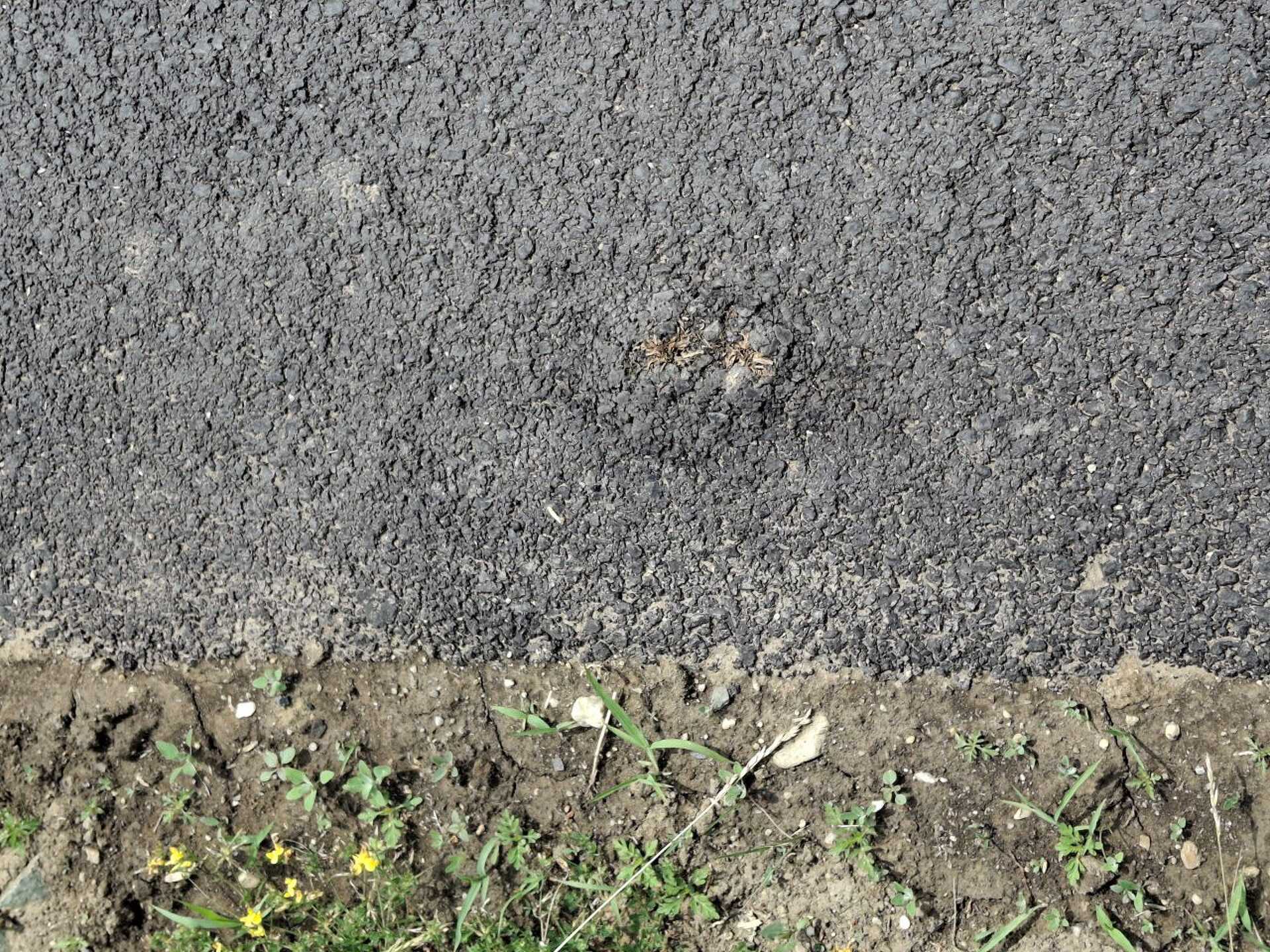Szegény pitypangnak esélye sem volt