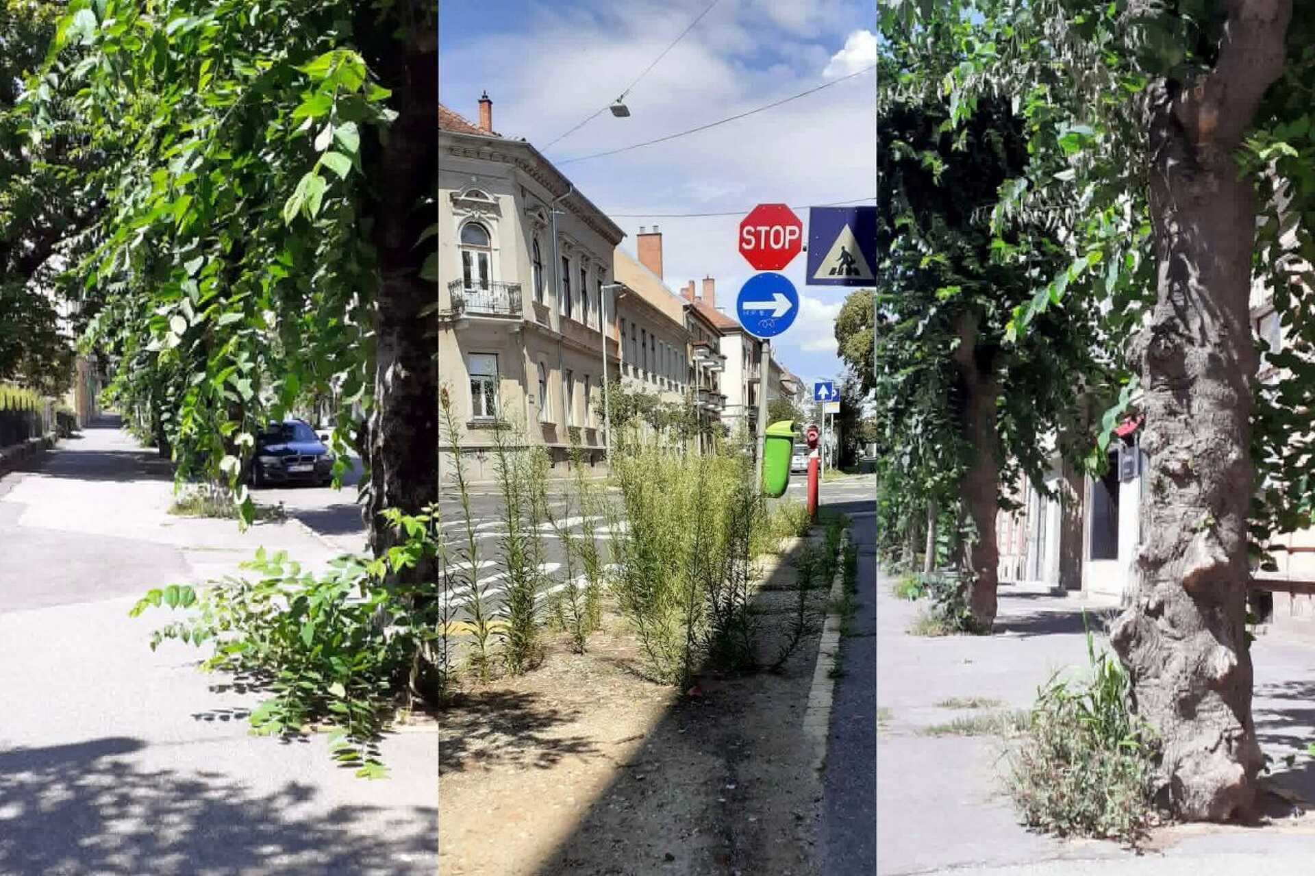 Gazos, rendezetlen életképek a szombathelyi Széll Kálmán utcából