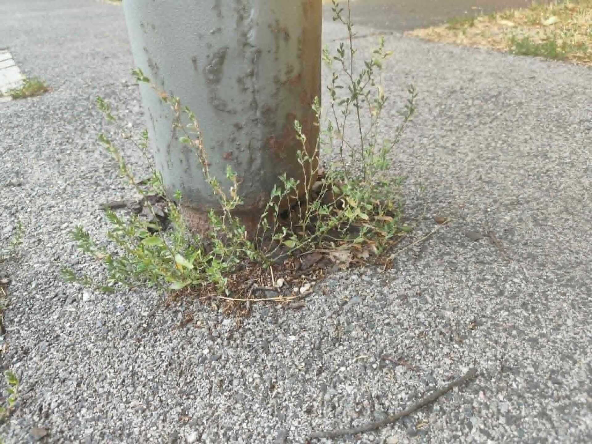 A gaz ápol és eltakar