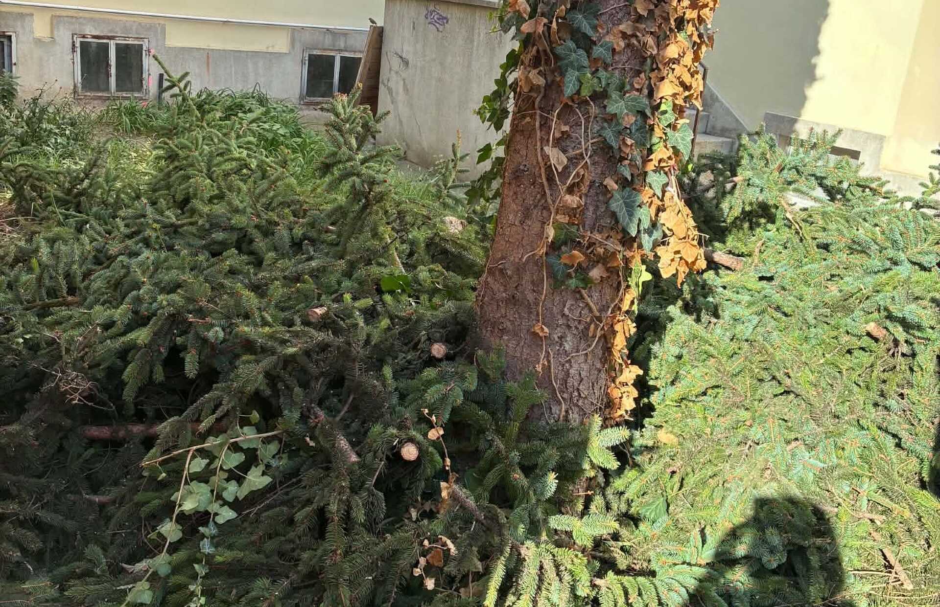 Kivágtak egy hatalmas fenyőt a Király utcában