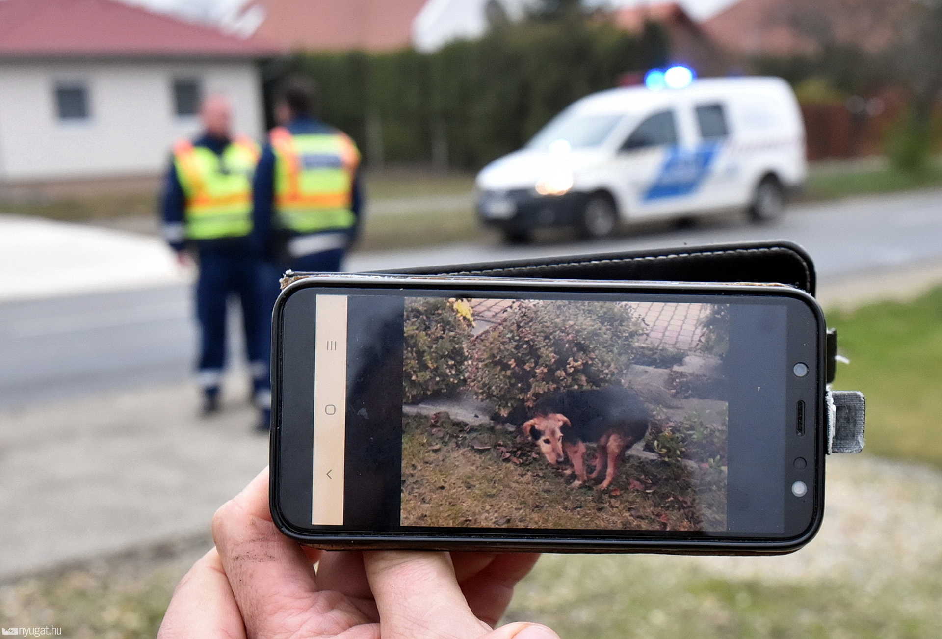 Kutyát ütött el egy Renault Söptén 