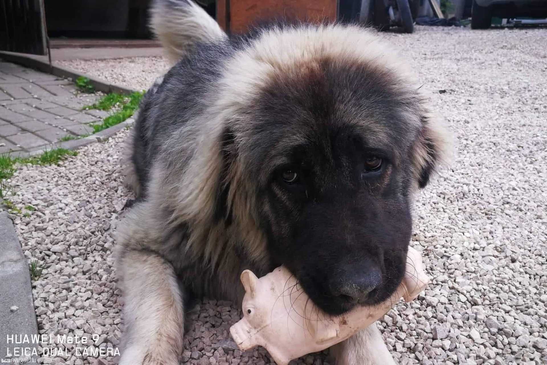 Picúr, a kaukázusi szuka, akiből 7 kilós daganatot operáltak ki a Szombathelyi Állatkórházban