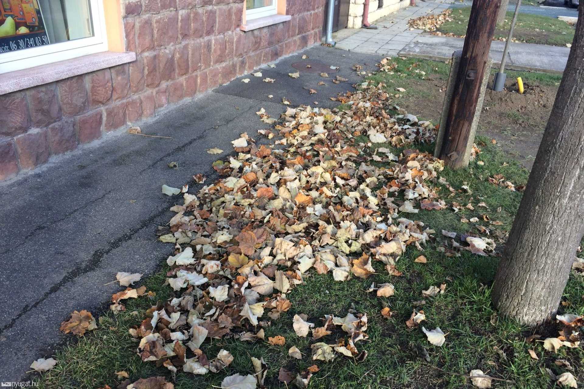 A parkfenntartó gyűjti össze a faleveleket