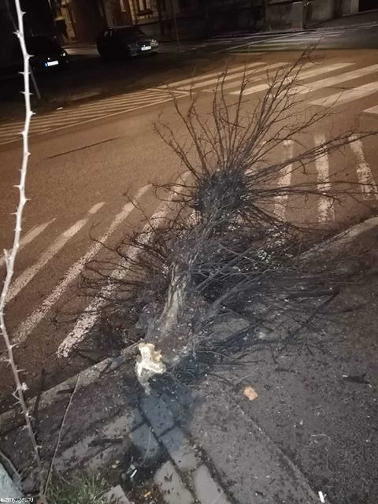 Megcsonkított fa a szombathelyi Szelestey László utca és a Wesselényi utca sarkán
