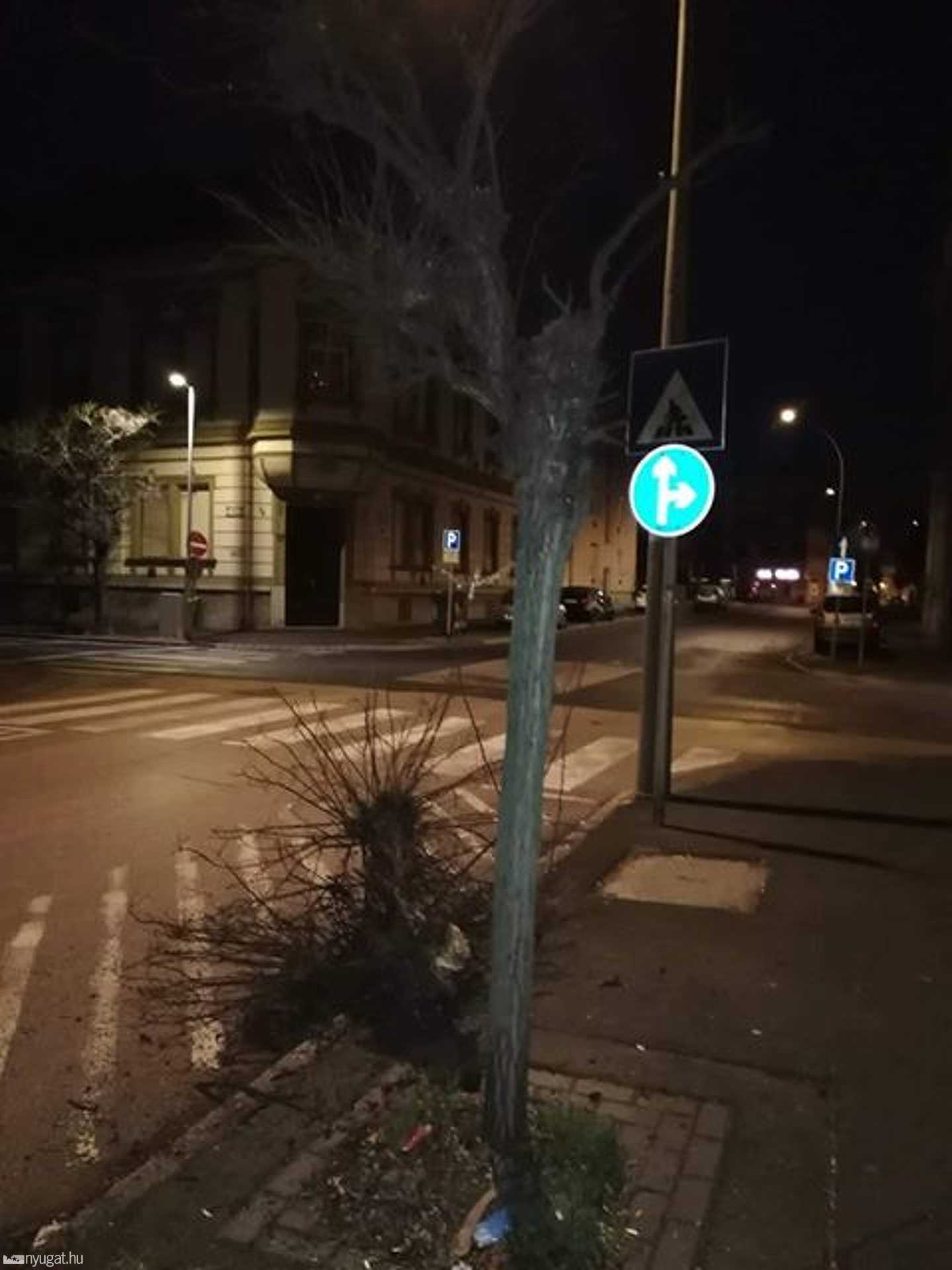 Megcsonkított fa a szombathelyi Szelestey László utca és a Wesselényi utca sarkán