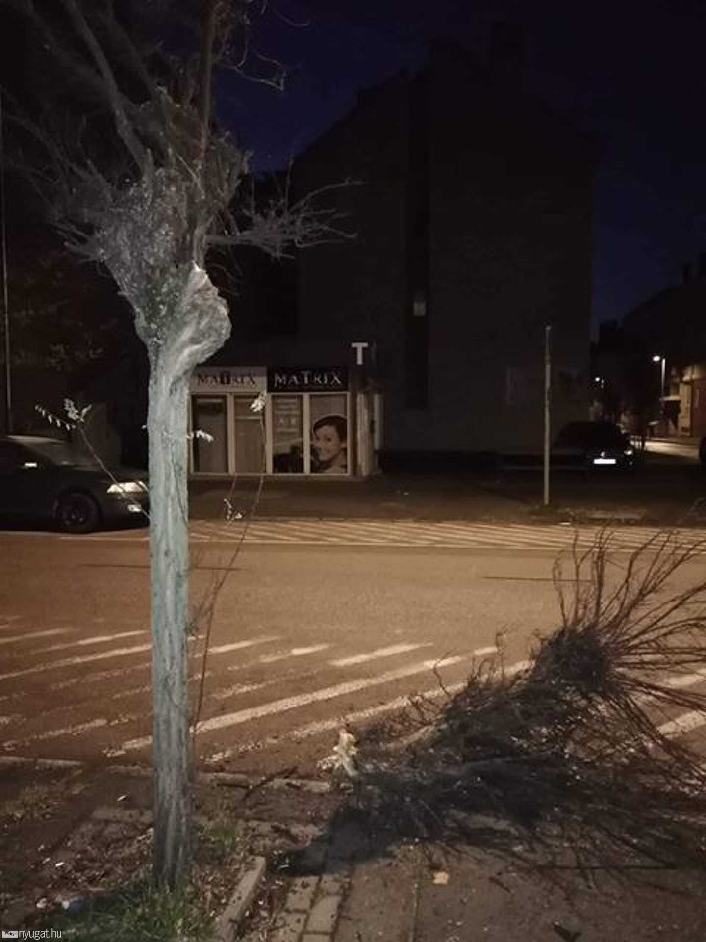 Megcsonkított fa a szombathelyi Szelestey László utca és a Wesselényi utca sarkán