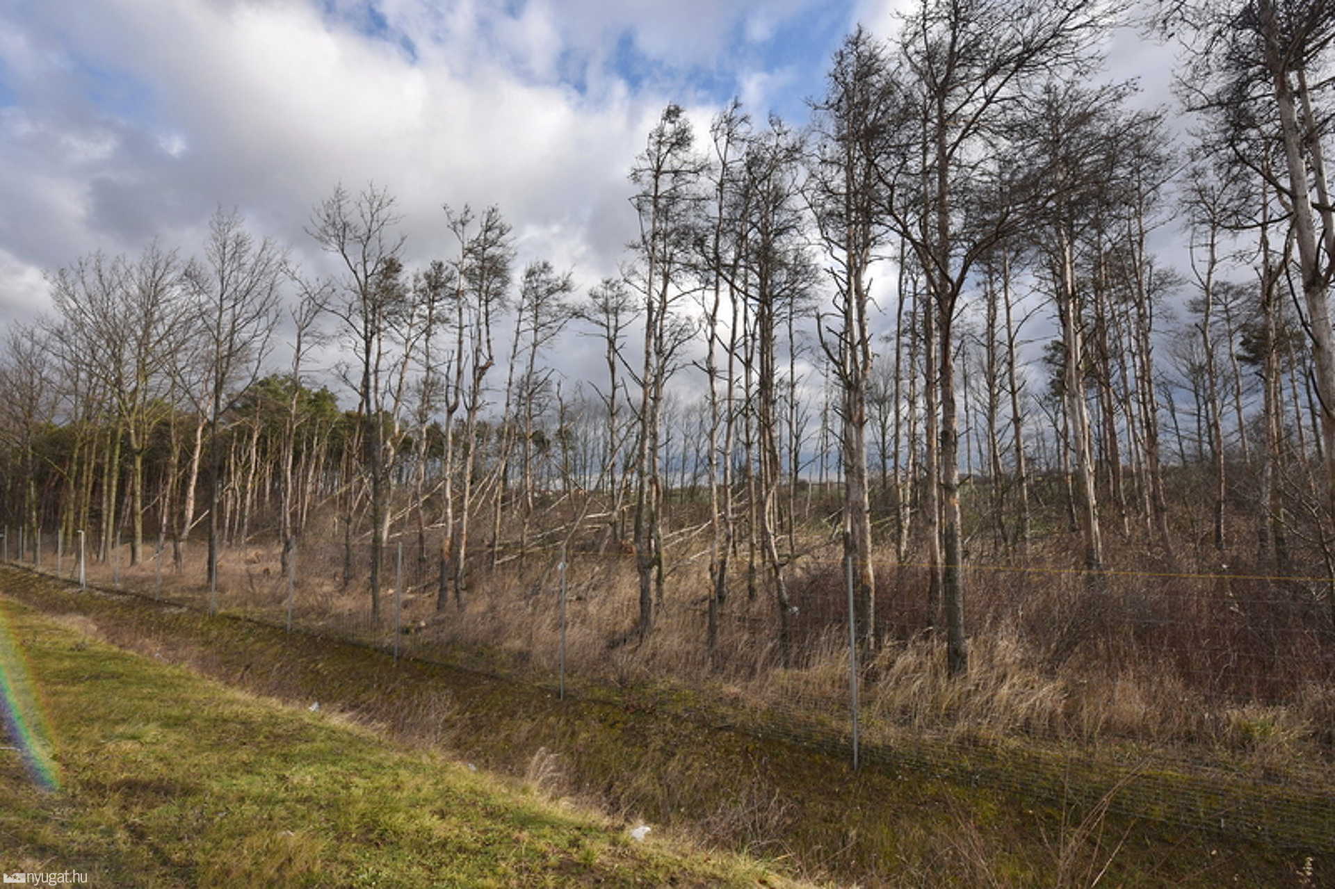 Több Tucat Fát Döntött Ki A Szél Szombathely Határában Több Tucat Fát Döntött Ki A Szél Szombathely Határában