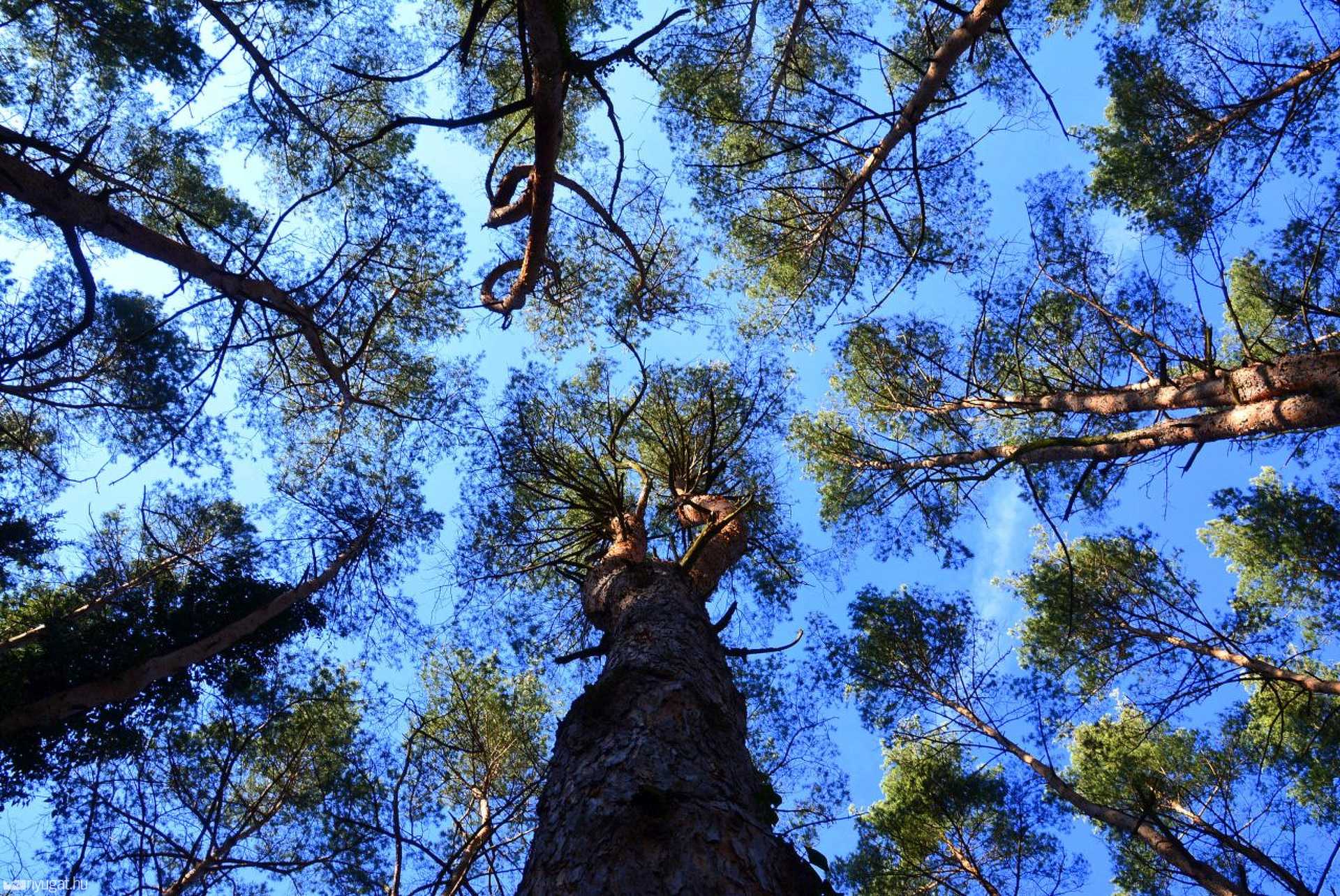 Ébredező természet a Kámoni Arborétumban
