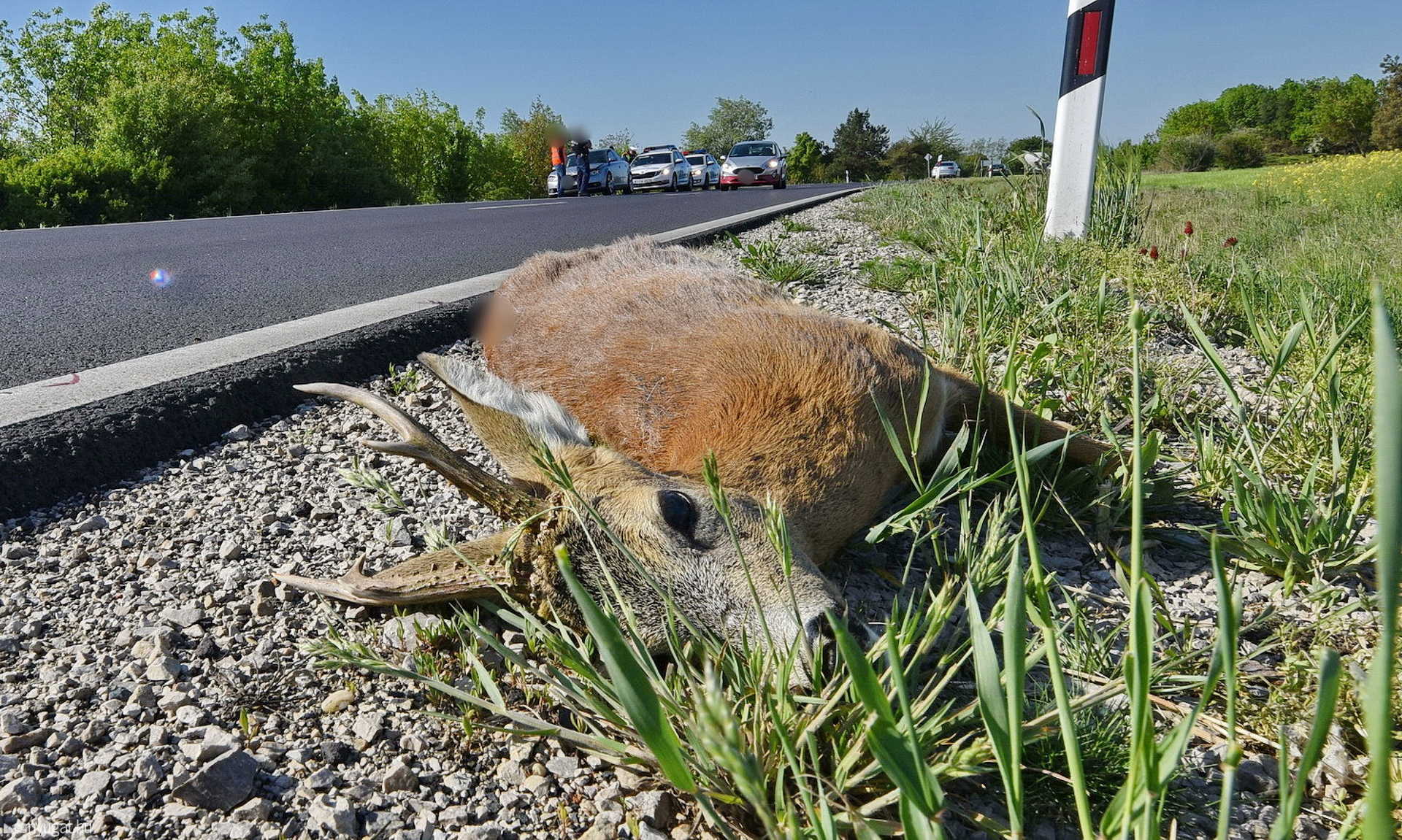 Őzbakot ütött el egy Audi Egyházasrádócnál a 86-os főúton 