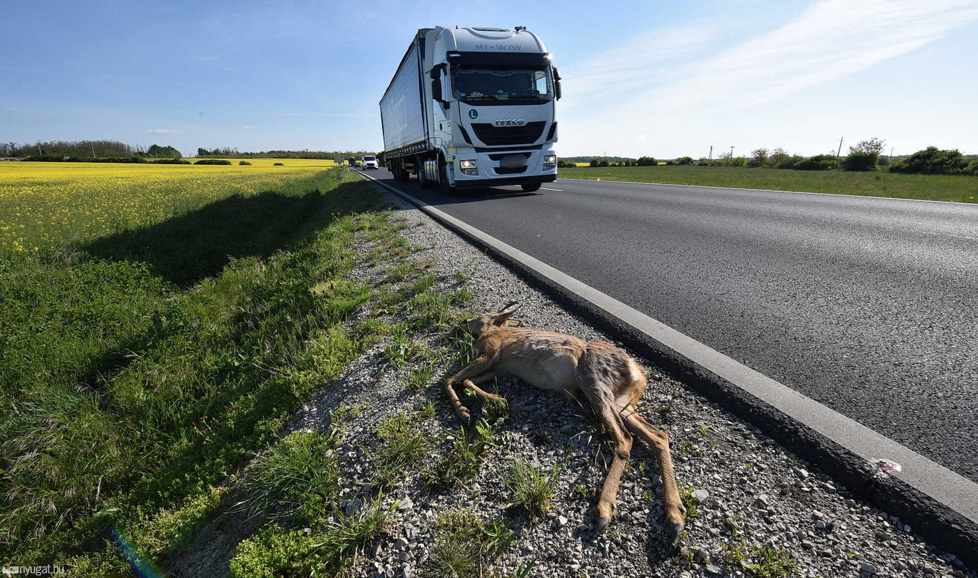 Őzbakot ütött el egy Audi Egyházasrádócnál a 86-os főúton 