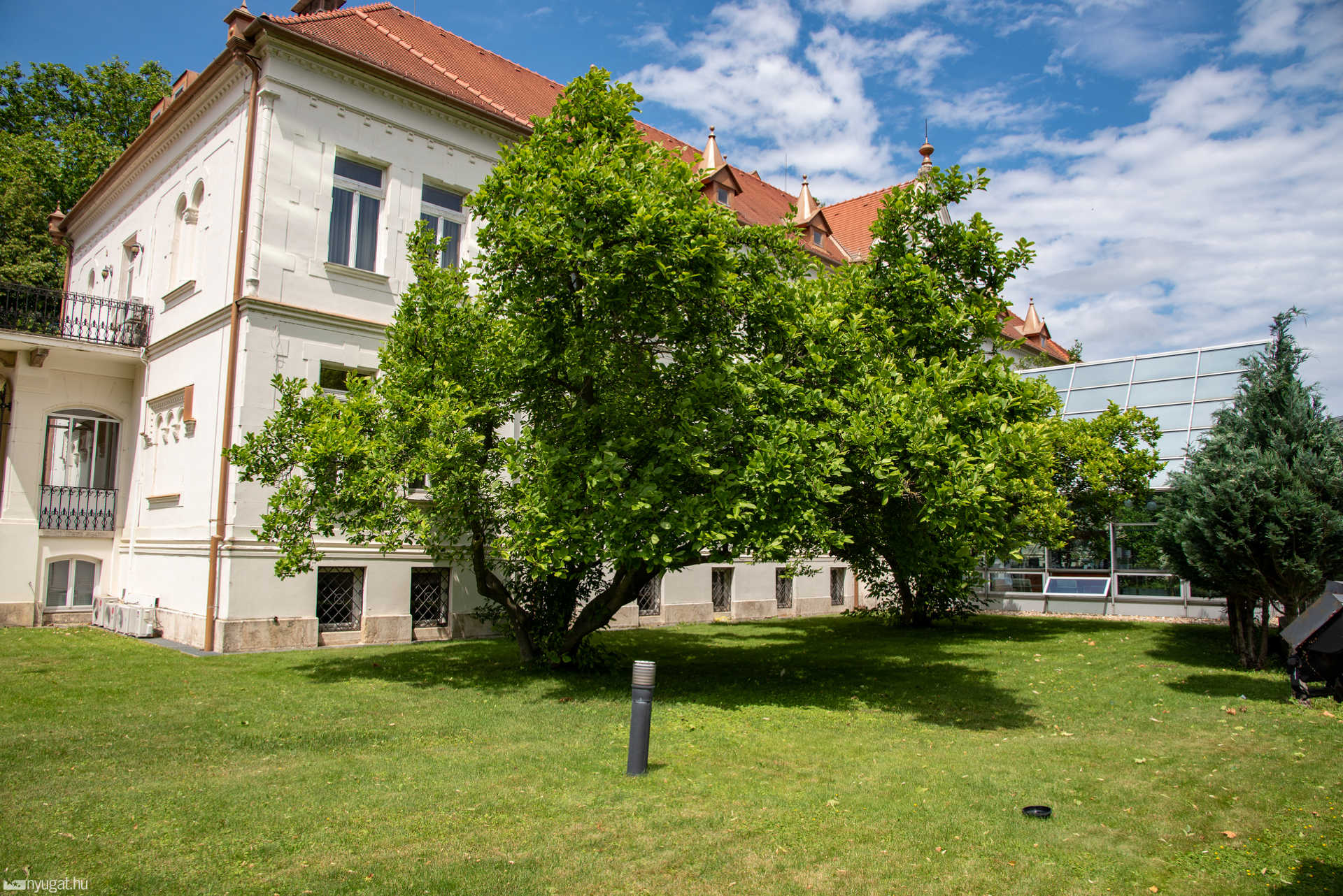 Tulipánfák a Pelikánnál 