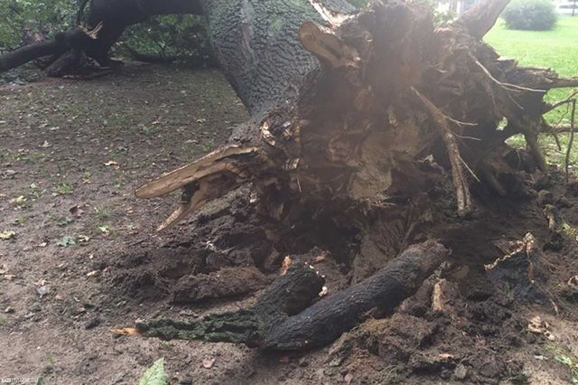 Kidőlt fák a Pelikán parkban