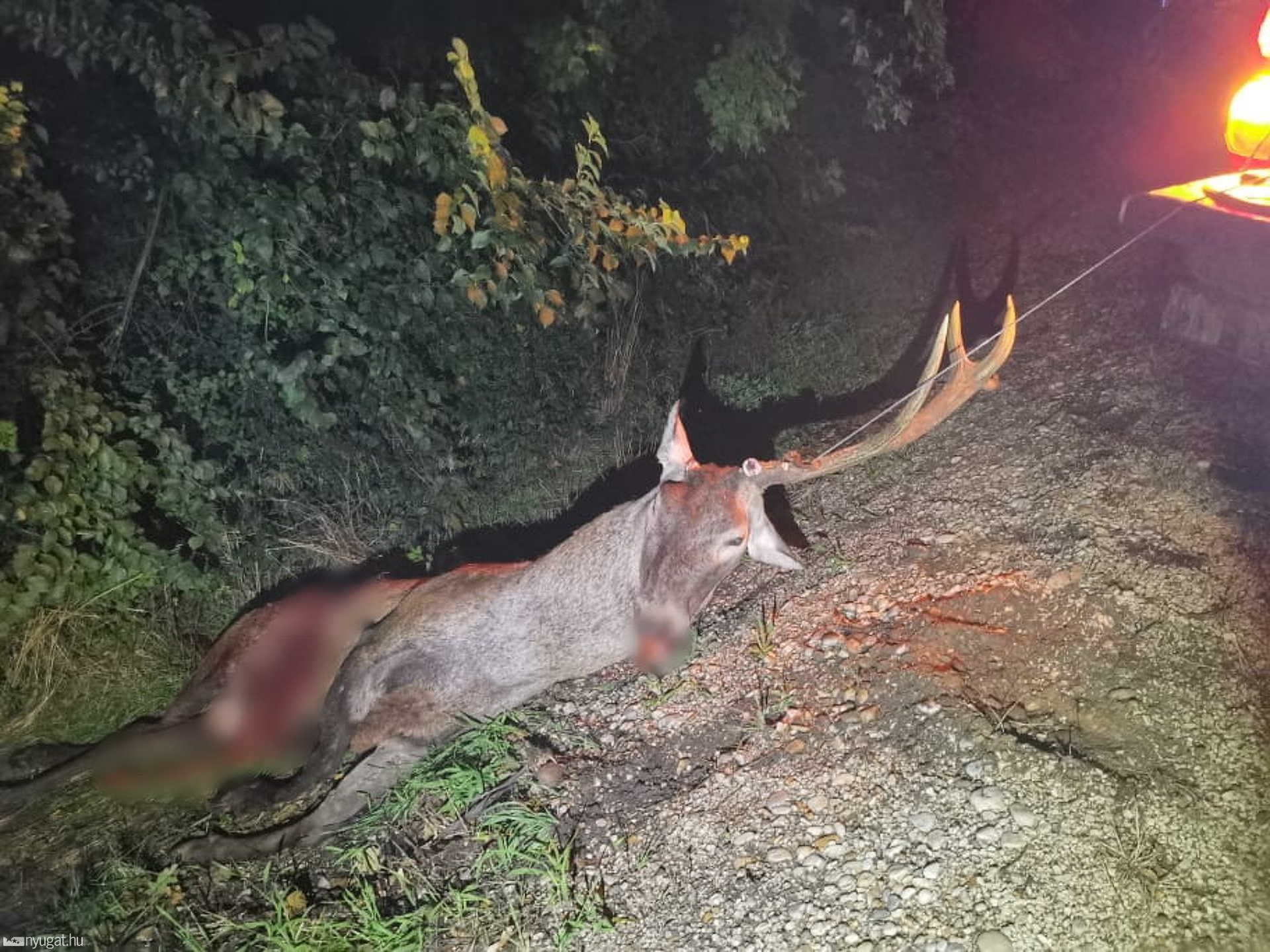 Elgázolt szarvason borult fel egy Toyota Kisunyomnál
