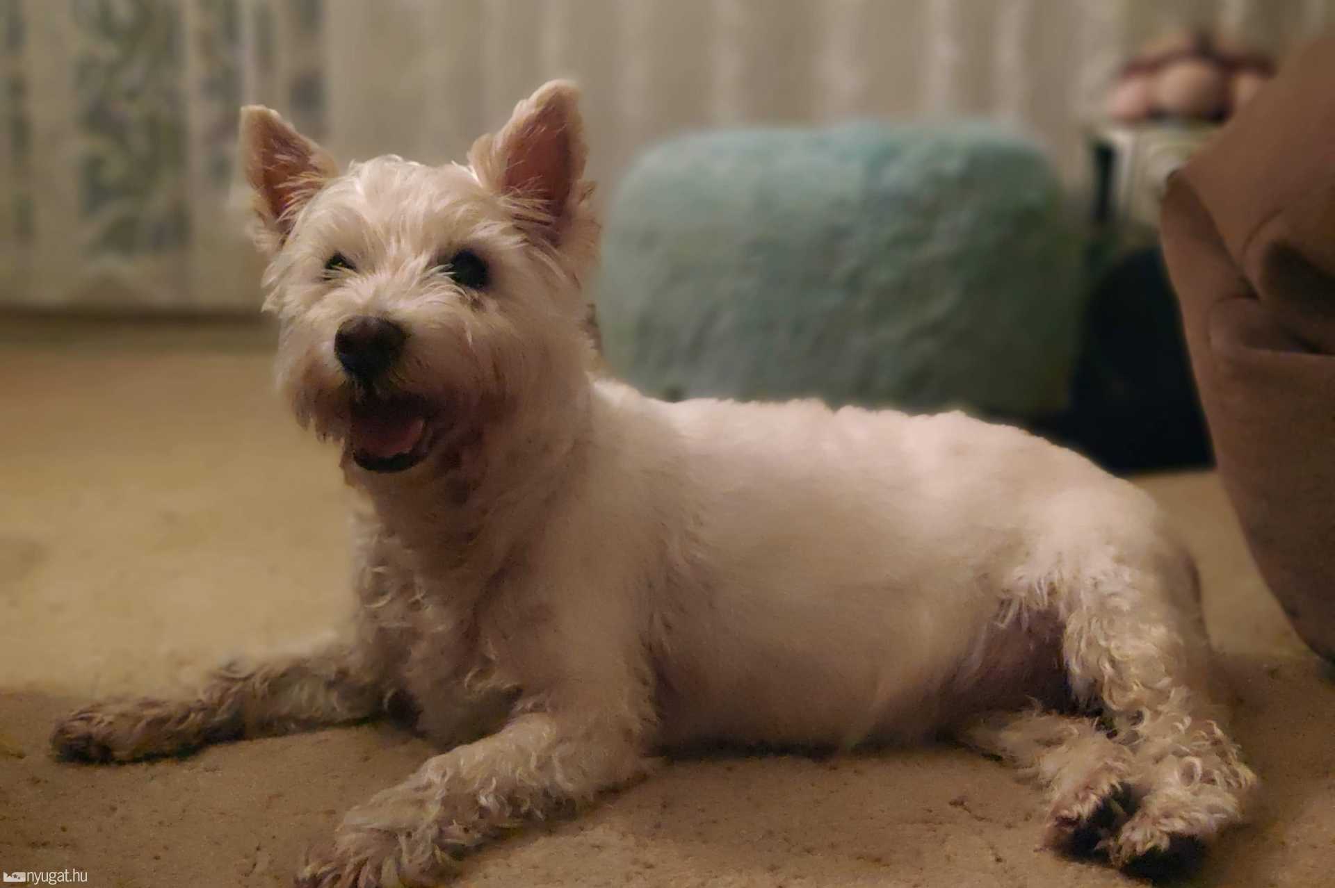 Gigi, a 15 éves cukorbeteg westie