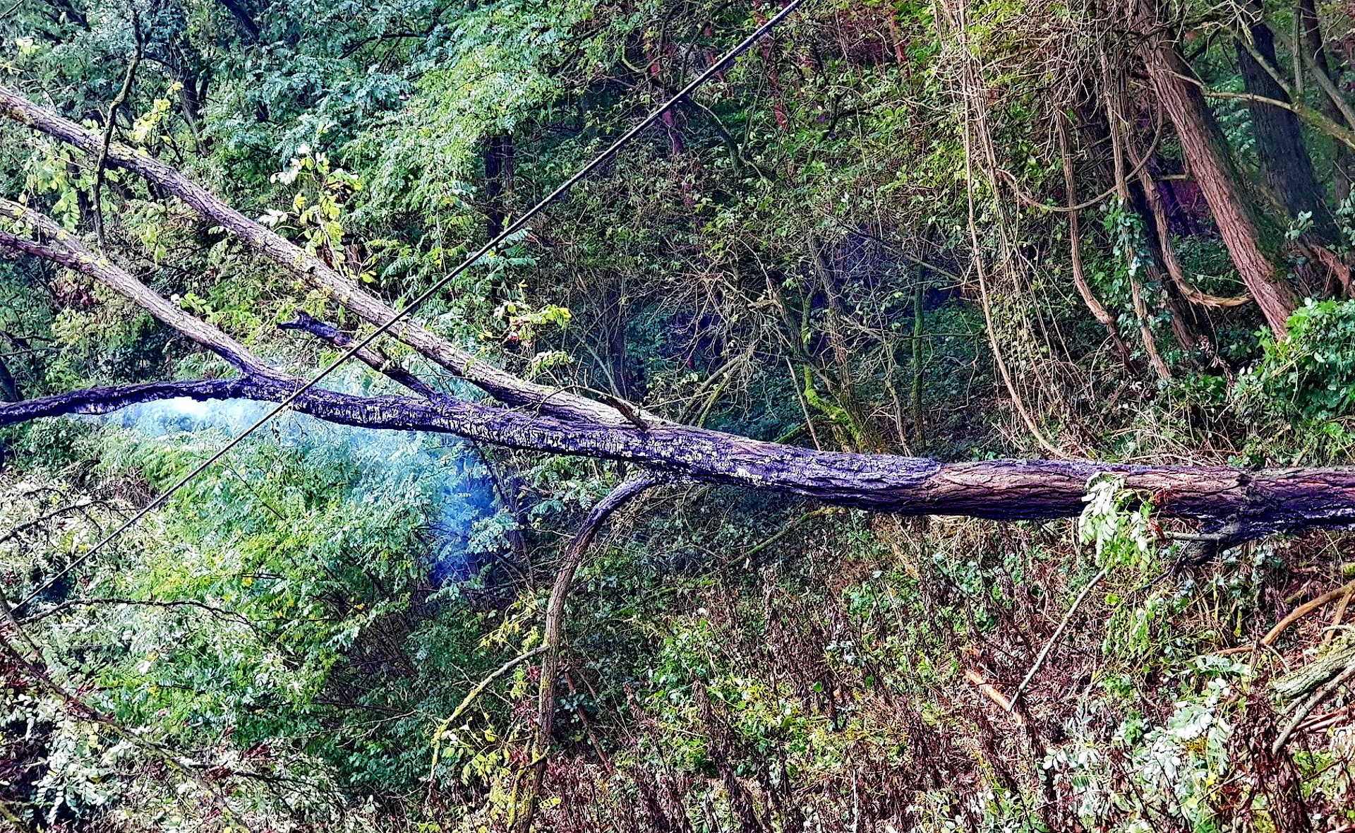 Vezetékre dőlt és kigyulladt egy fa Bük és Acsád állomások között