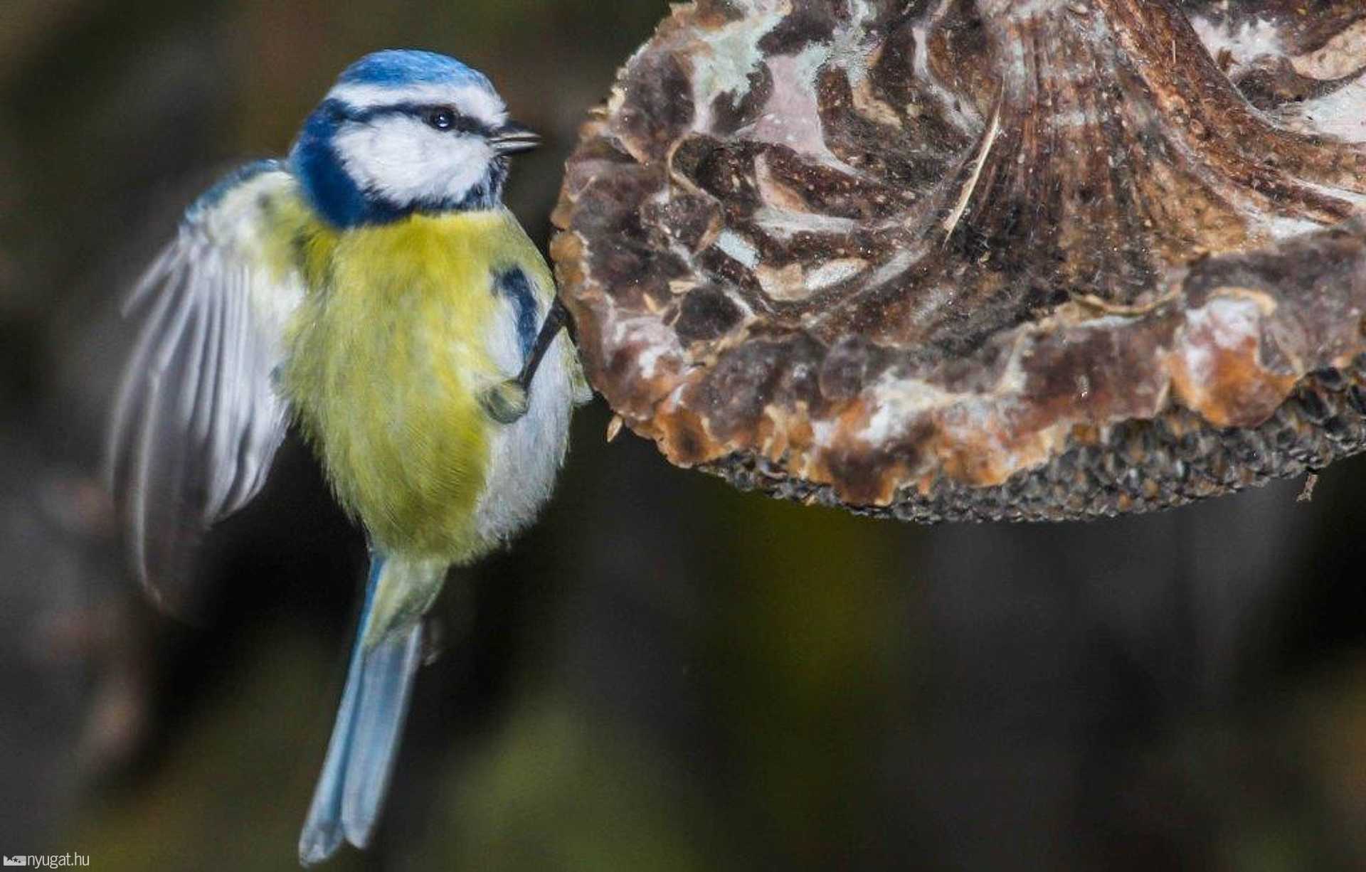 Madarak téli etetése  Fotó:Bedőcs Gyula Körmend 