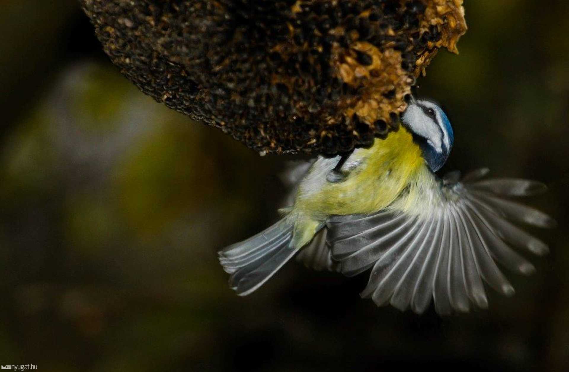 Madarak téli etetése  Fotó:Bedőcs Gyula Körmend 