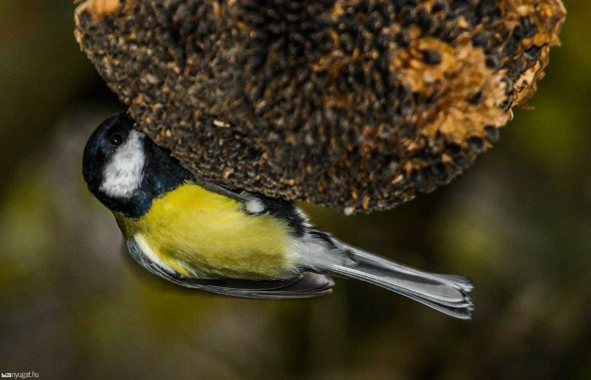 Madarak téli etetése  Fotó:Bedőcs Gyula Körmend 