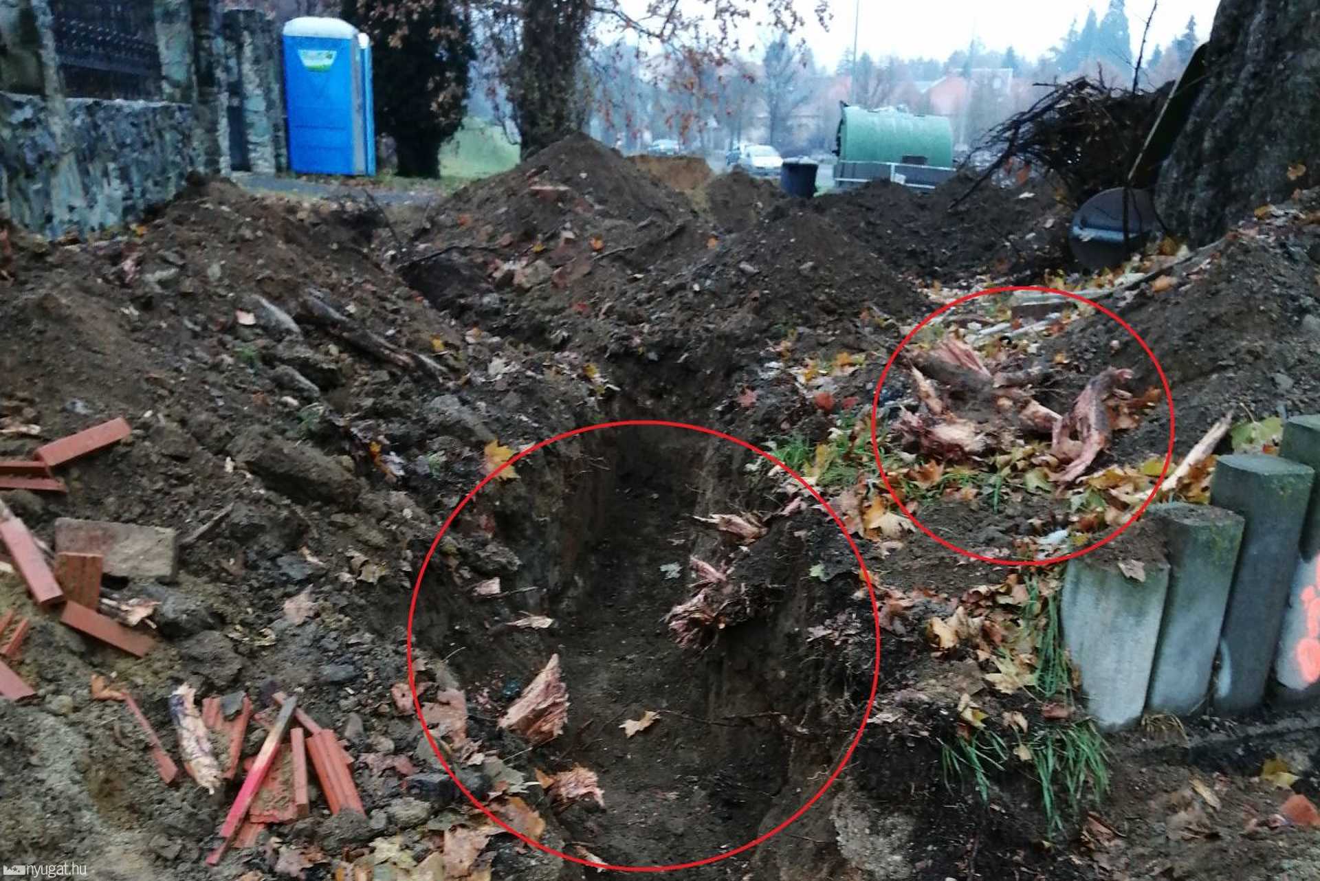 Védett fa gyökerét vágták át a Brenner körúton