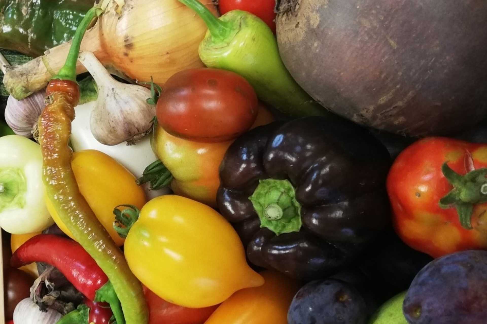 Ivánci szociális otthon bio-kertészet
