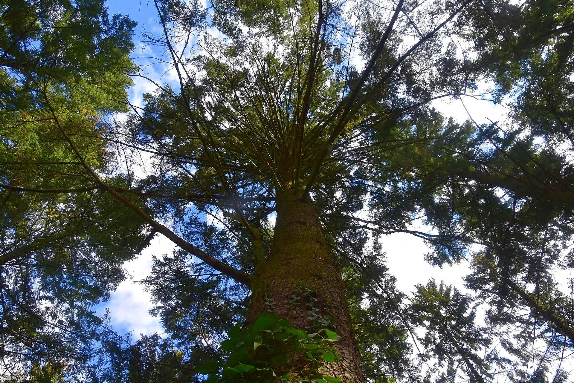 Március 15-i séta a mindig gyönyörű Kámoni Arborétumban