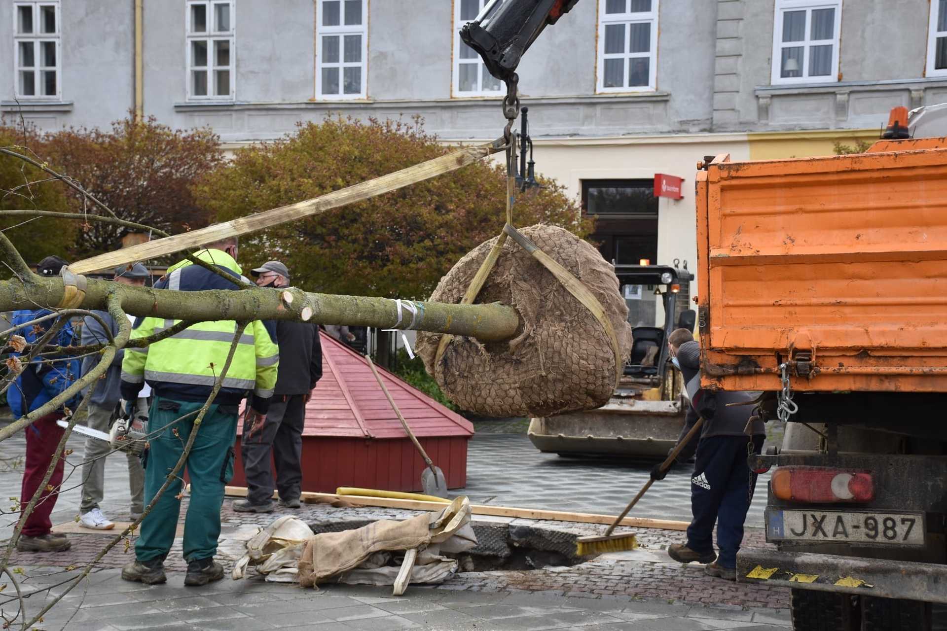 Áll már a juharfa Kőszeg Fő terén