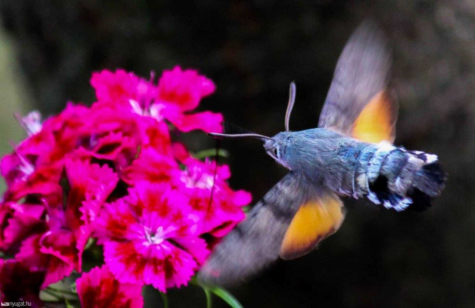 Kacsafarkú szender  Fotó:Bedőcs Gyula 